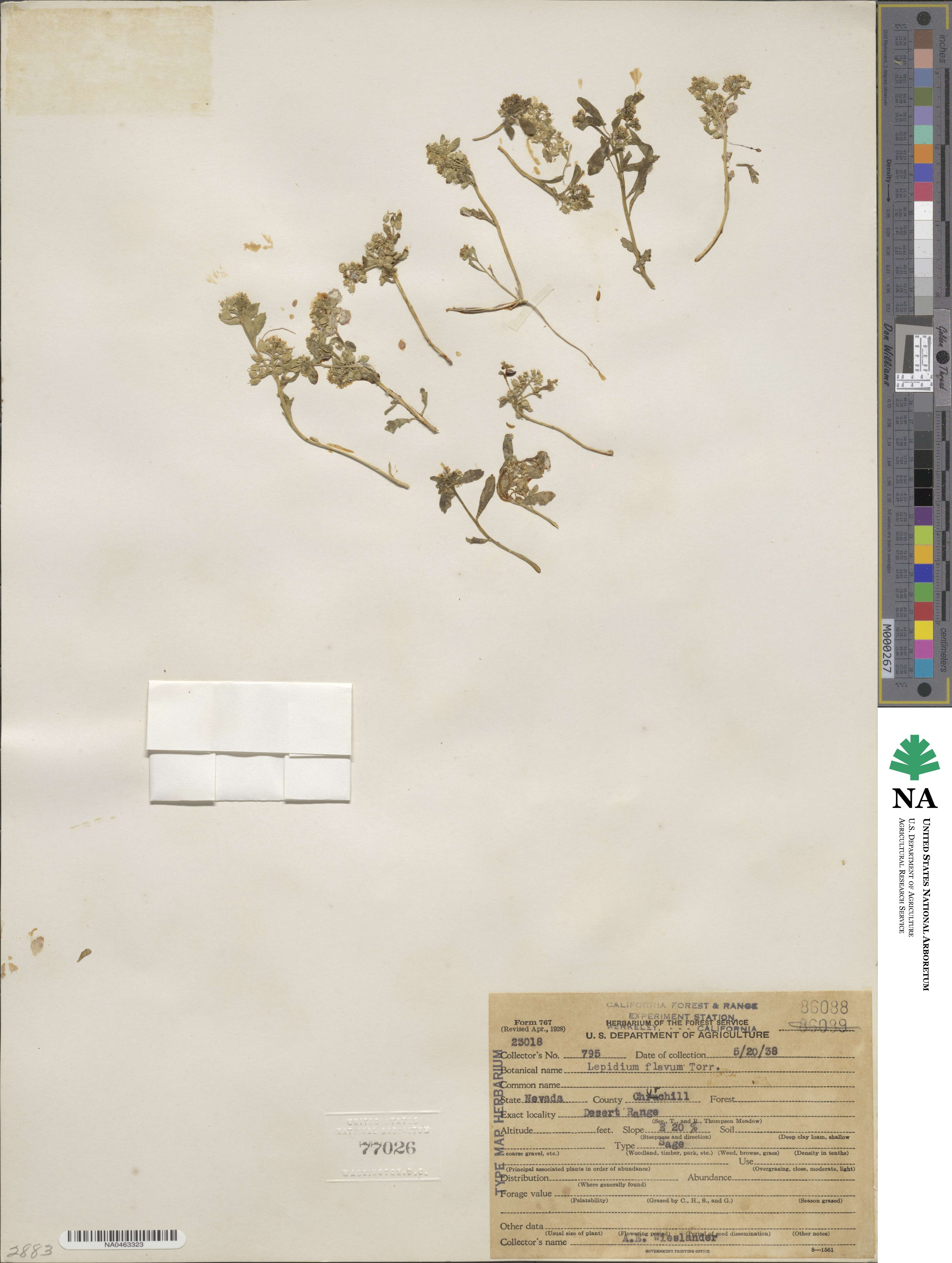 Lepidium flavum image