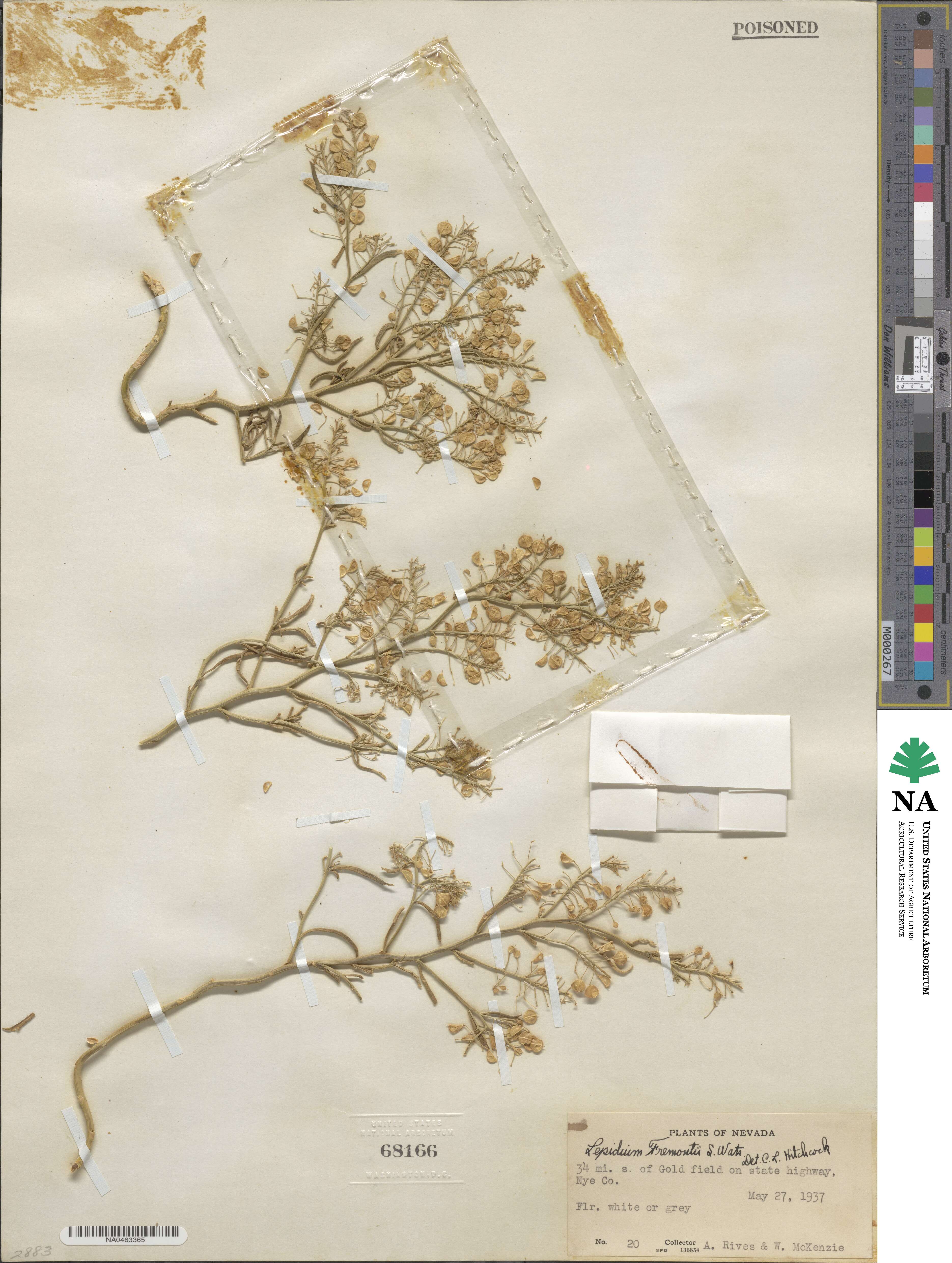 Lepidium fremontii image