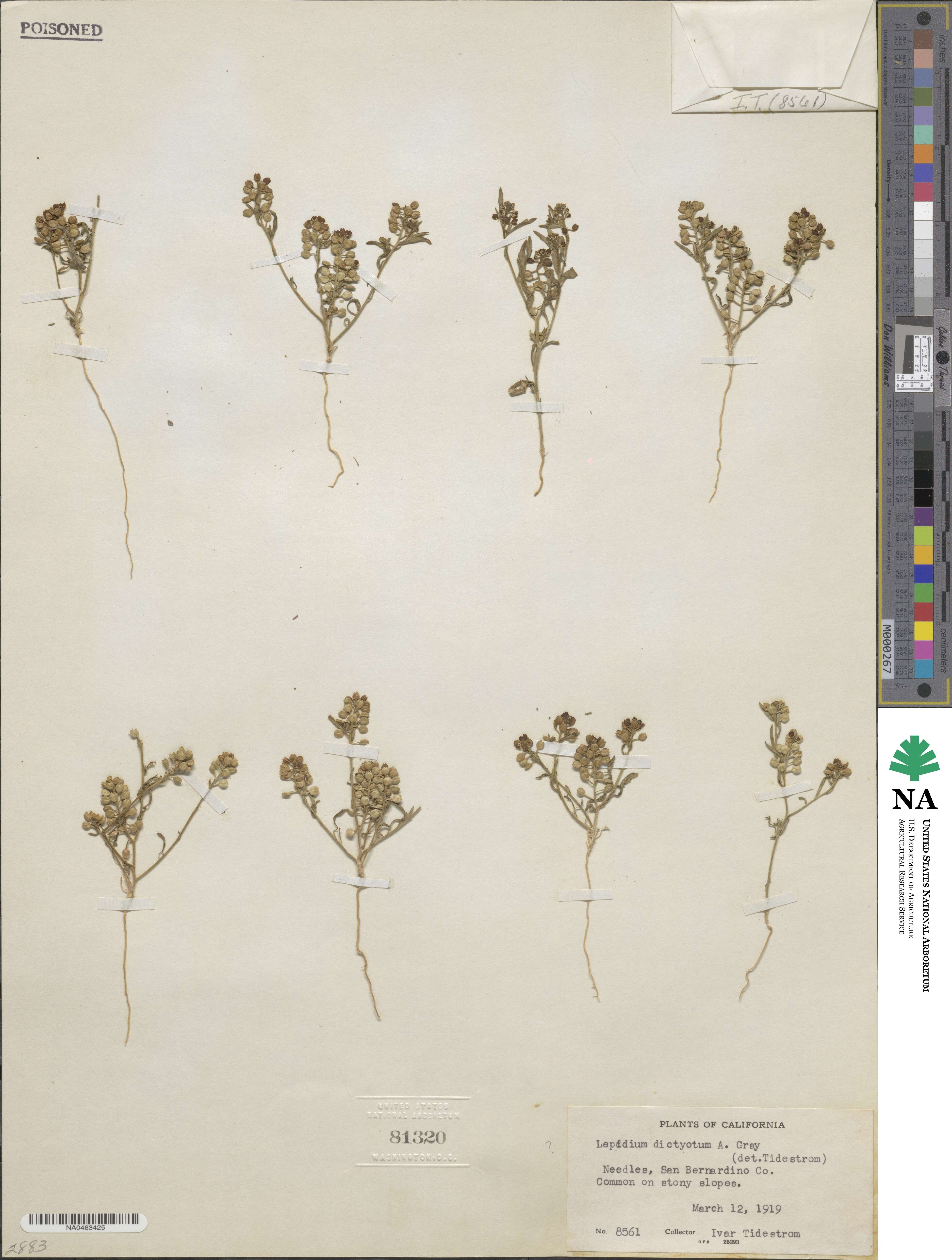 Lepidium dictyotum image