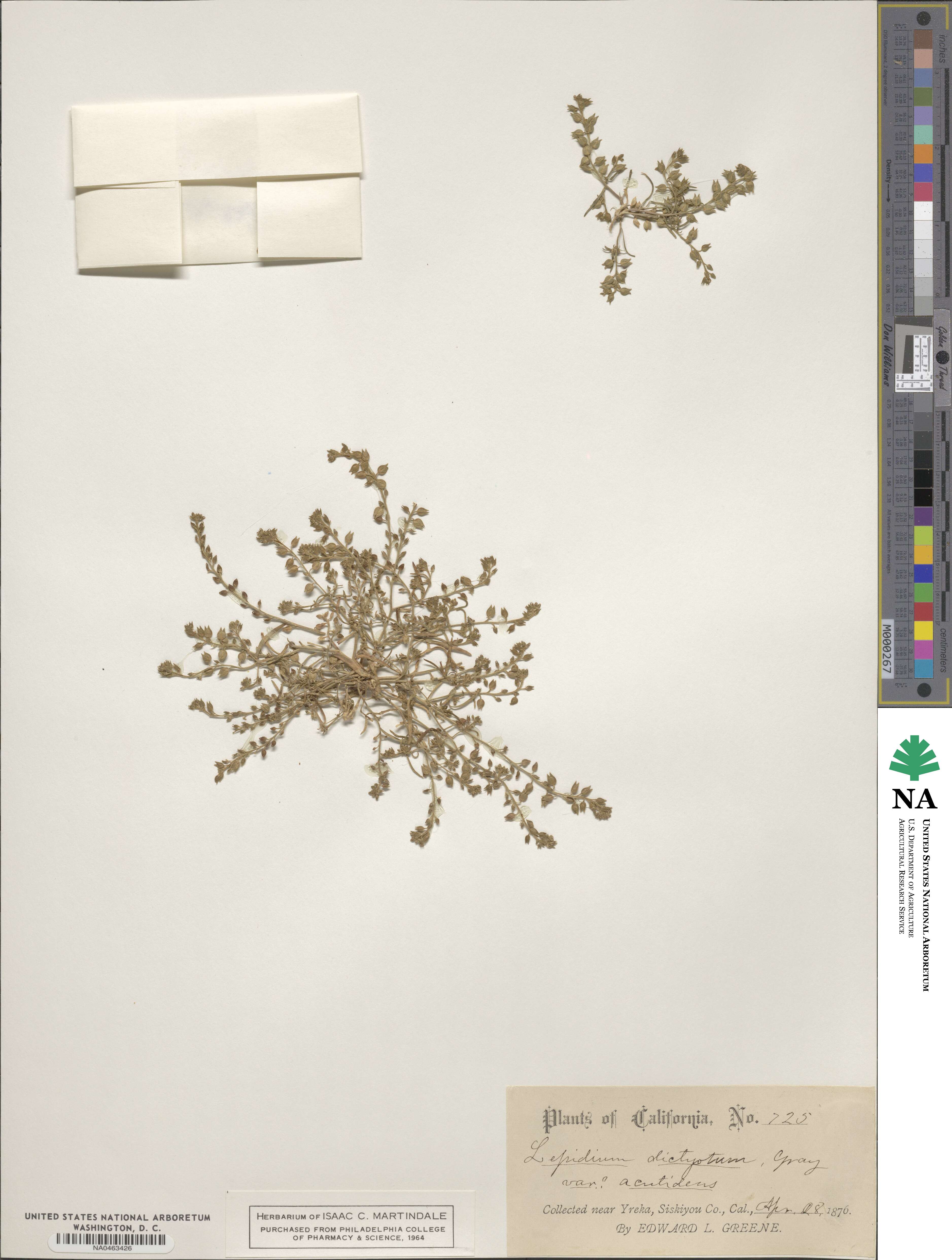 Lepidium acutidens image