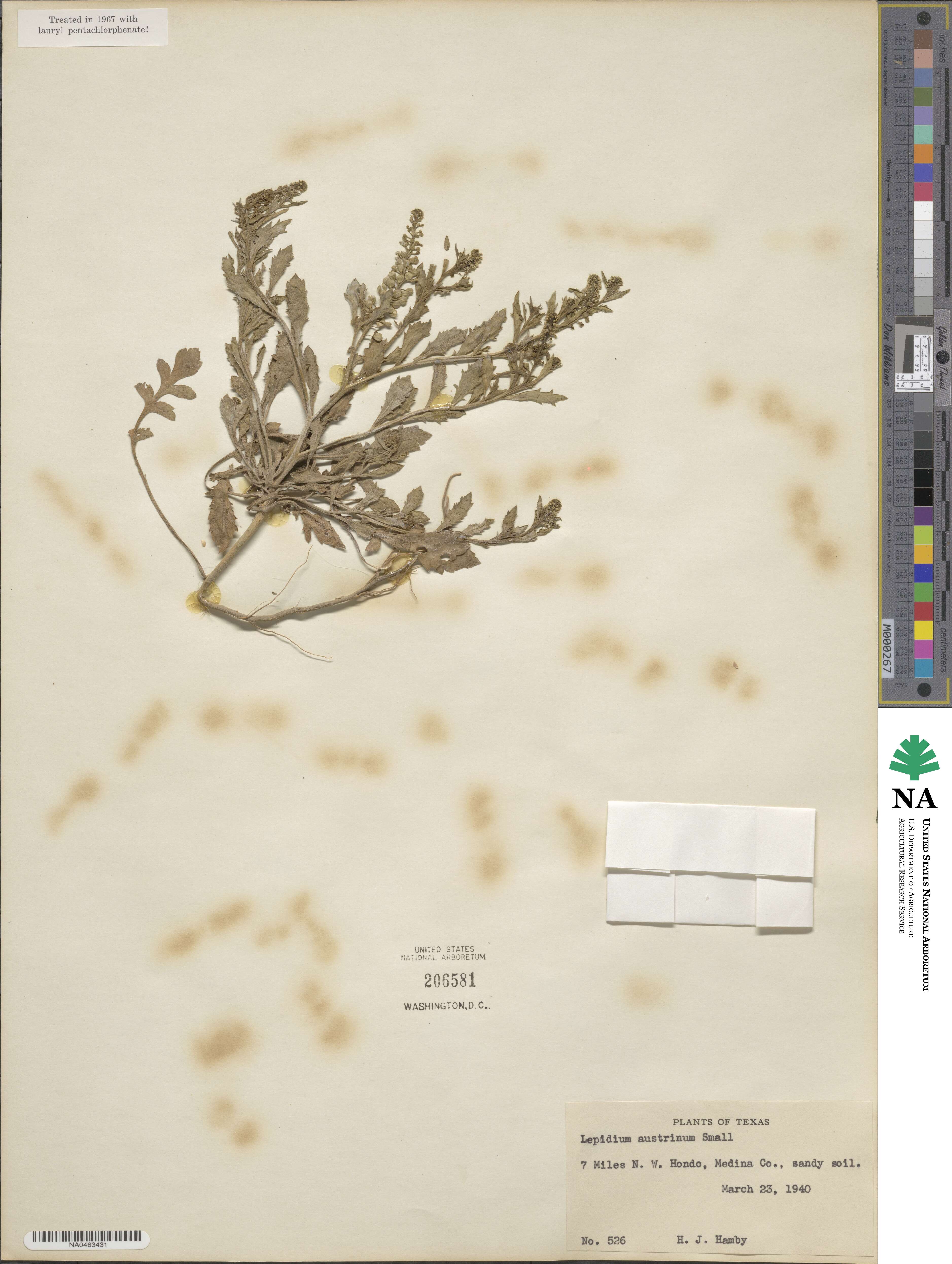 Lepidium austrinum image