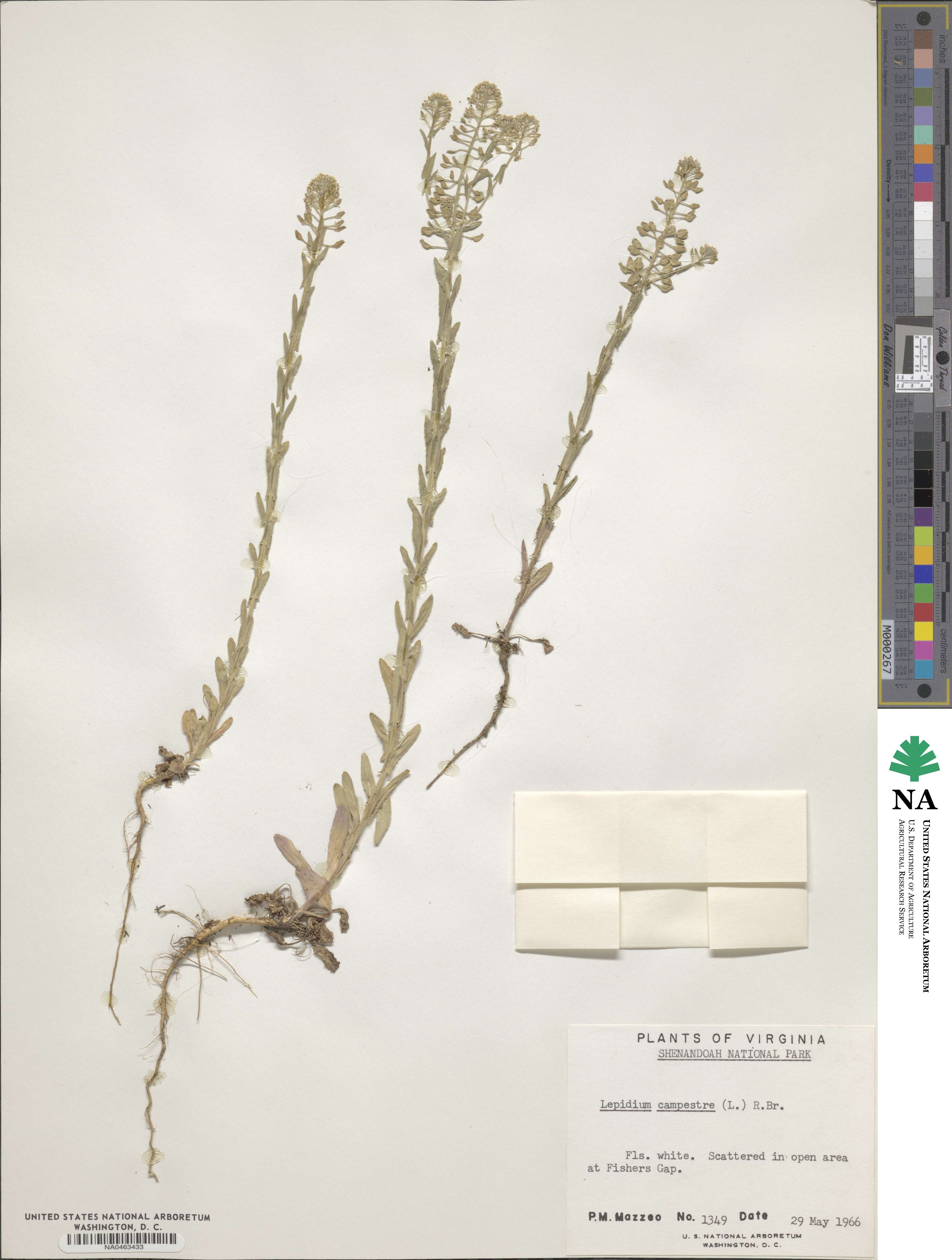 Lepidium campestre image
