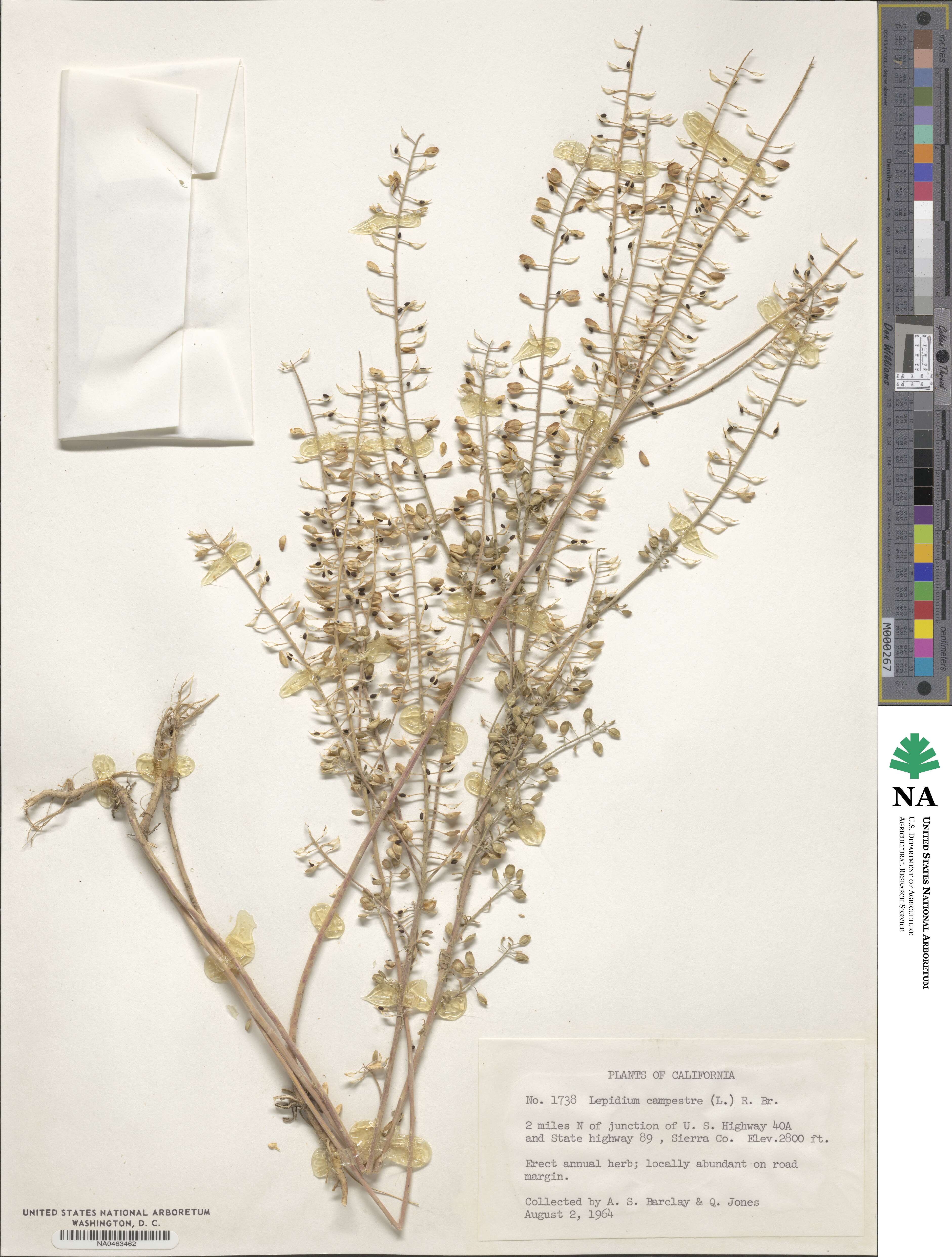 Lepidium campestre image