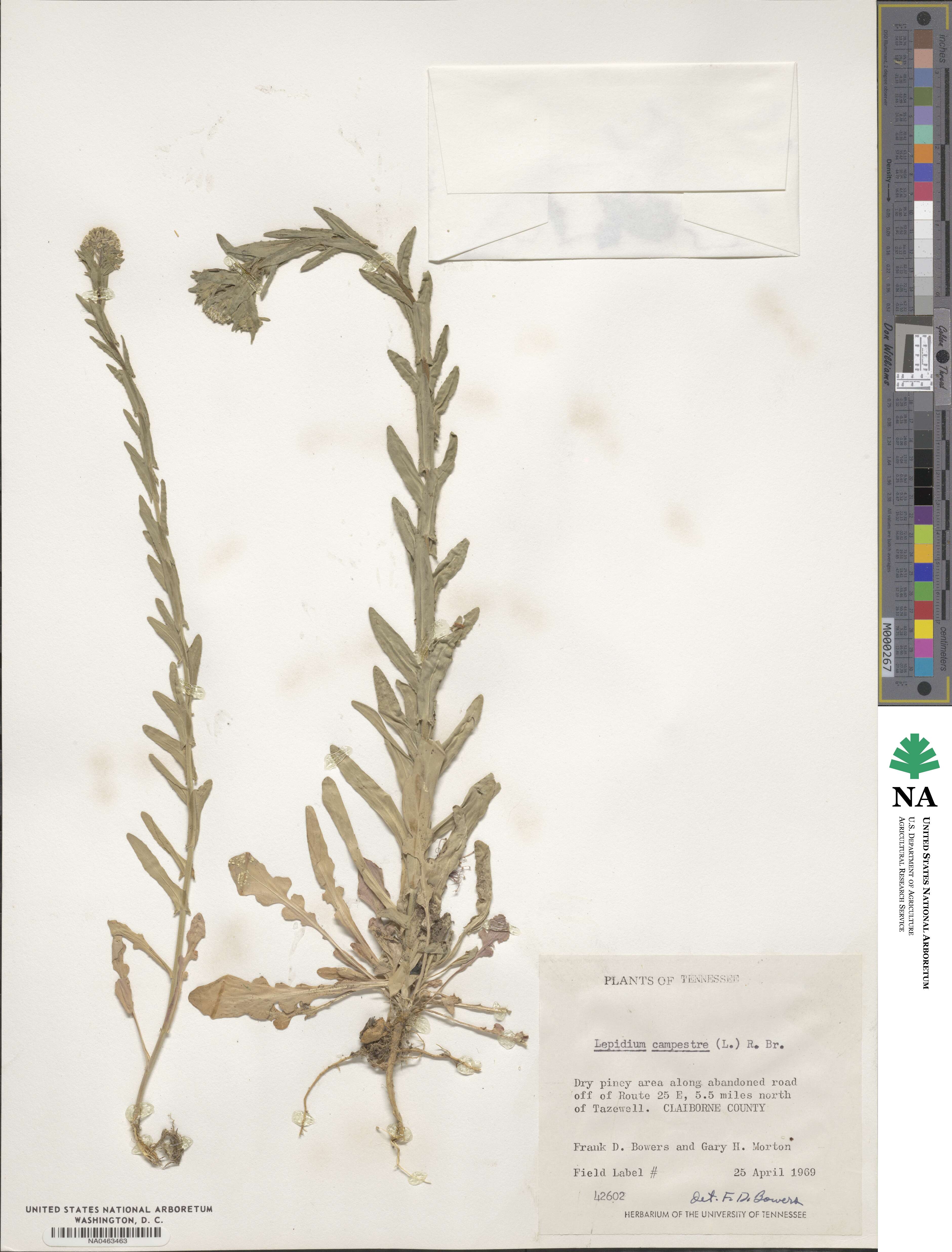 Lepidium campestre image