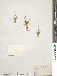 Subularia aquatica image
