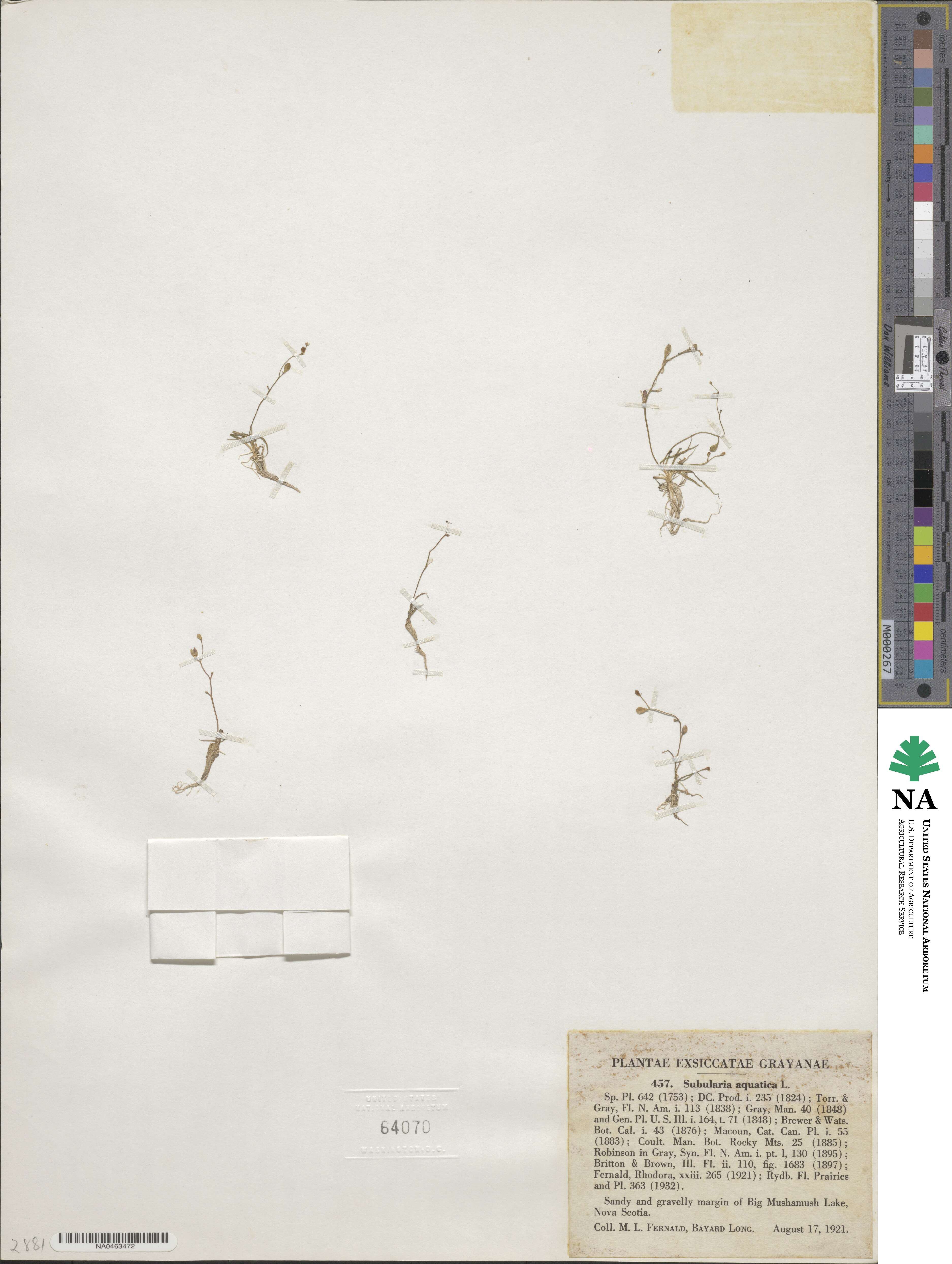 Subularia aquatica image