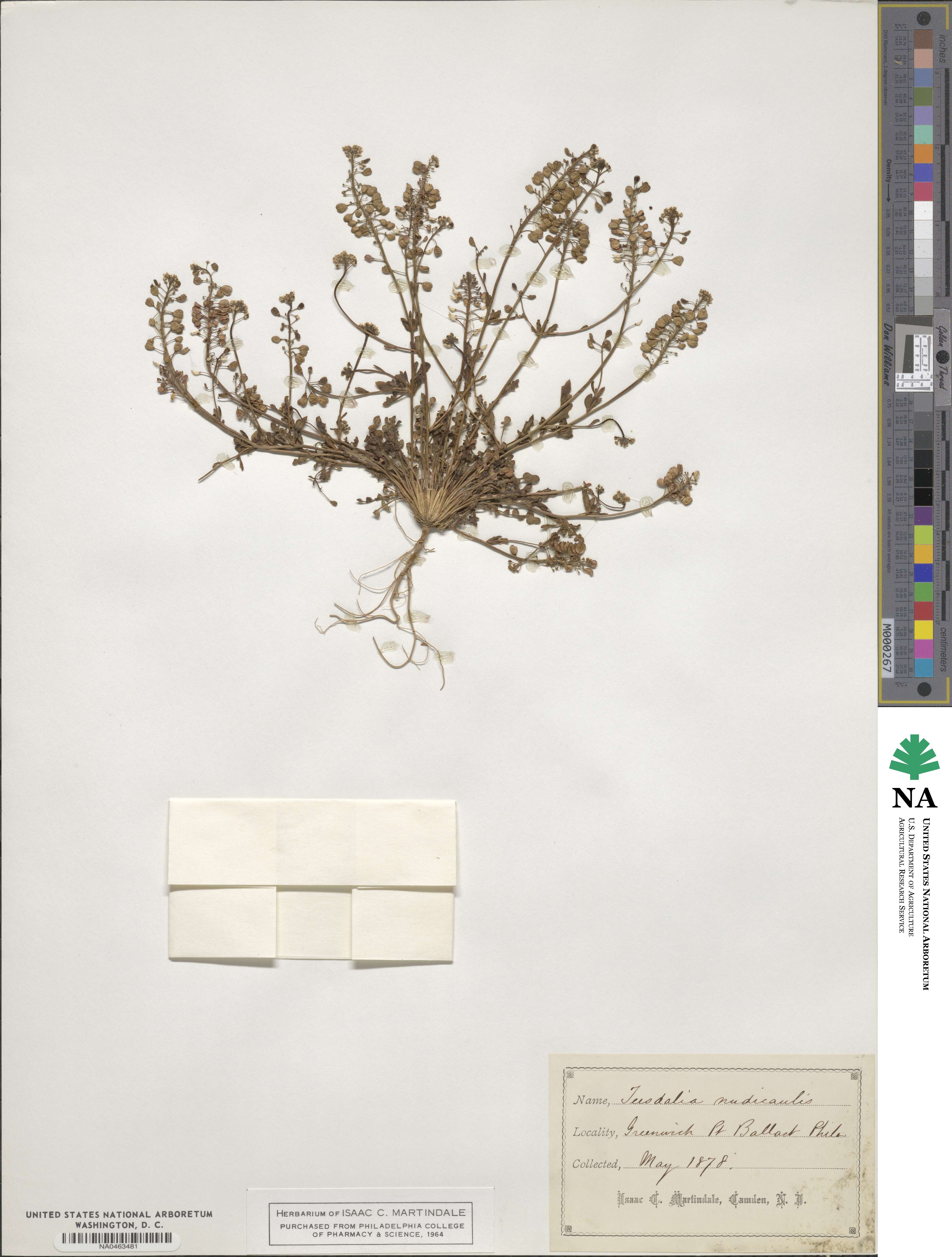 Teesdalia nudicaulis image