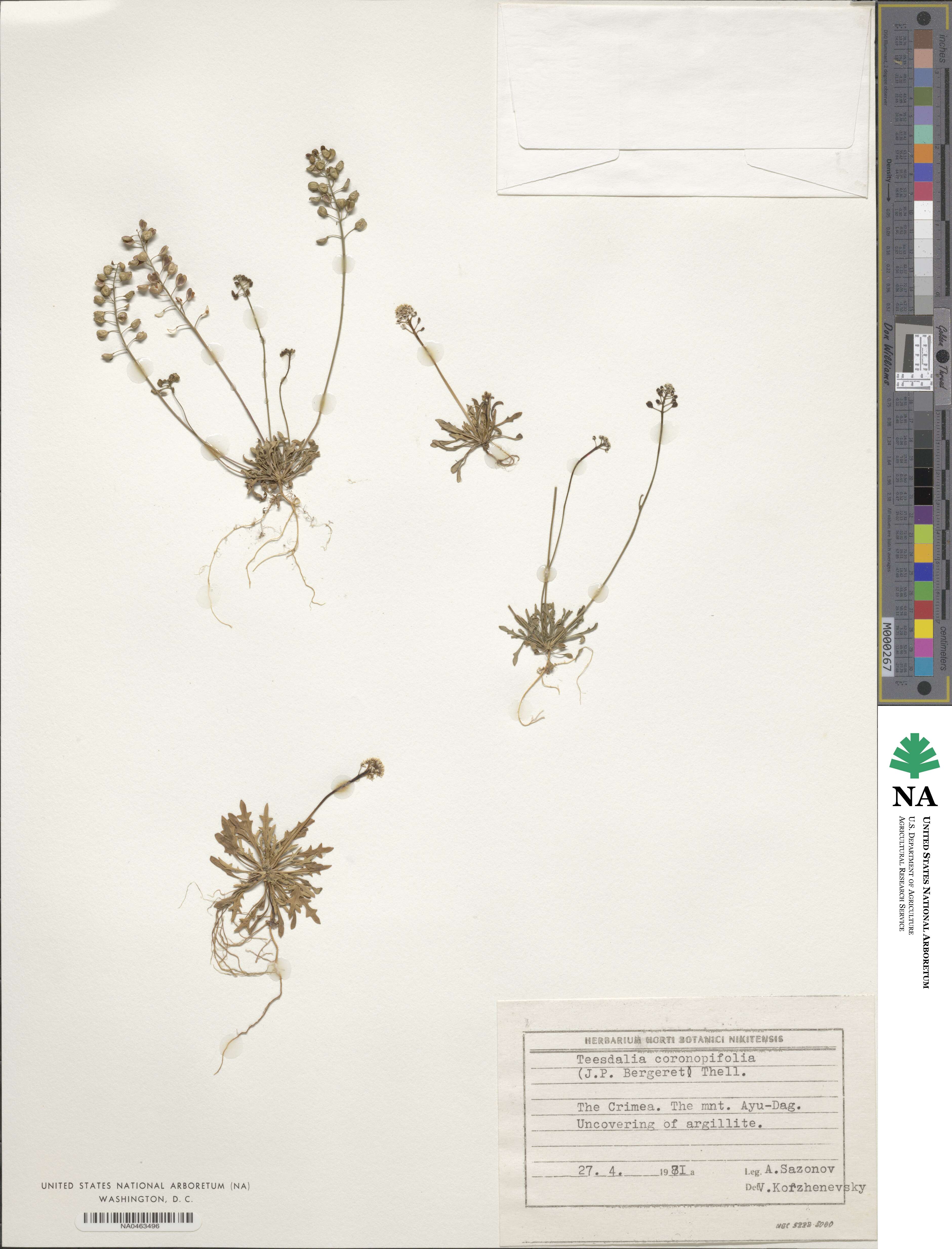 Teesdalia coronopifolia image