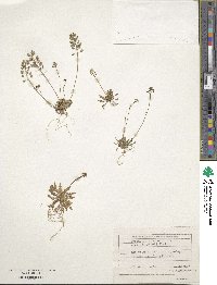 Image of Teesdalia coronopifolia