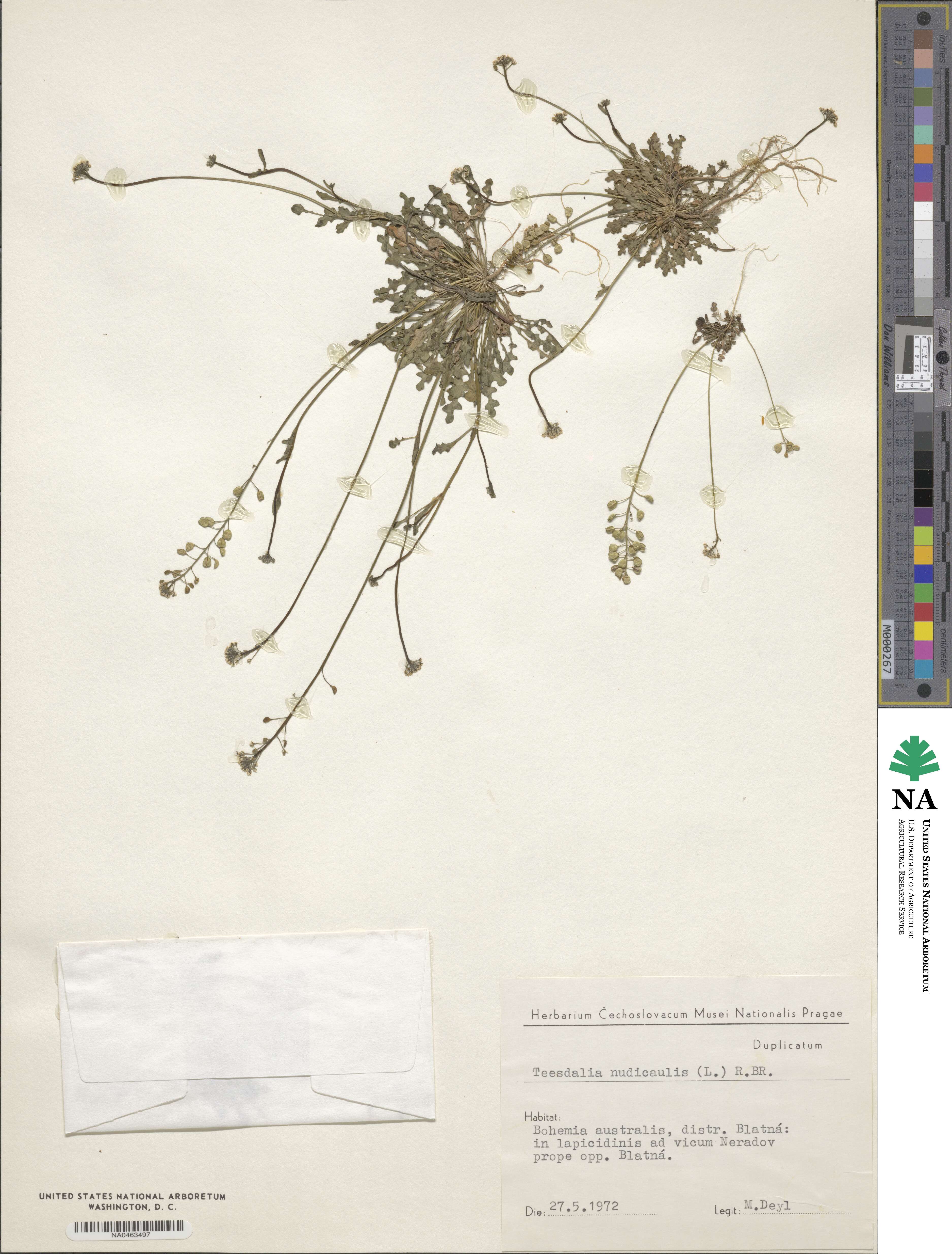 Teesdalia nudicaulis image