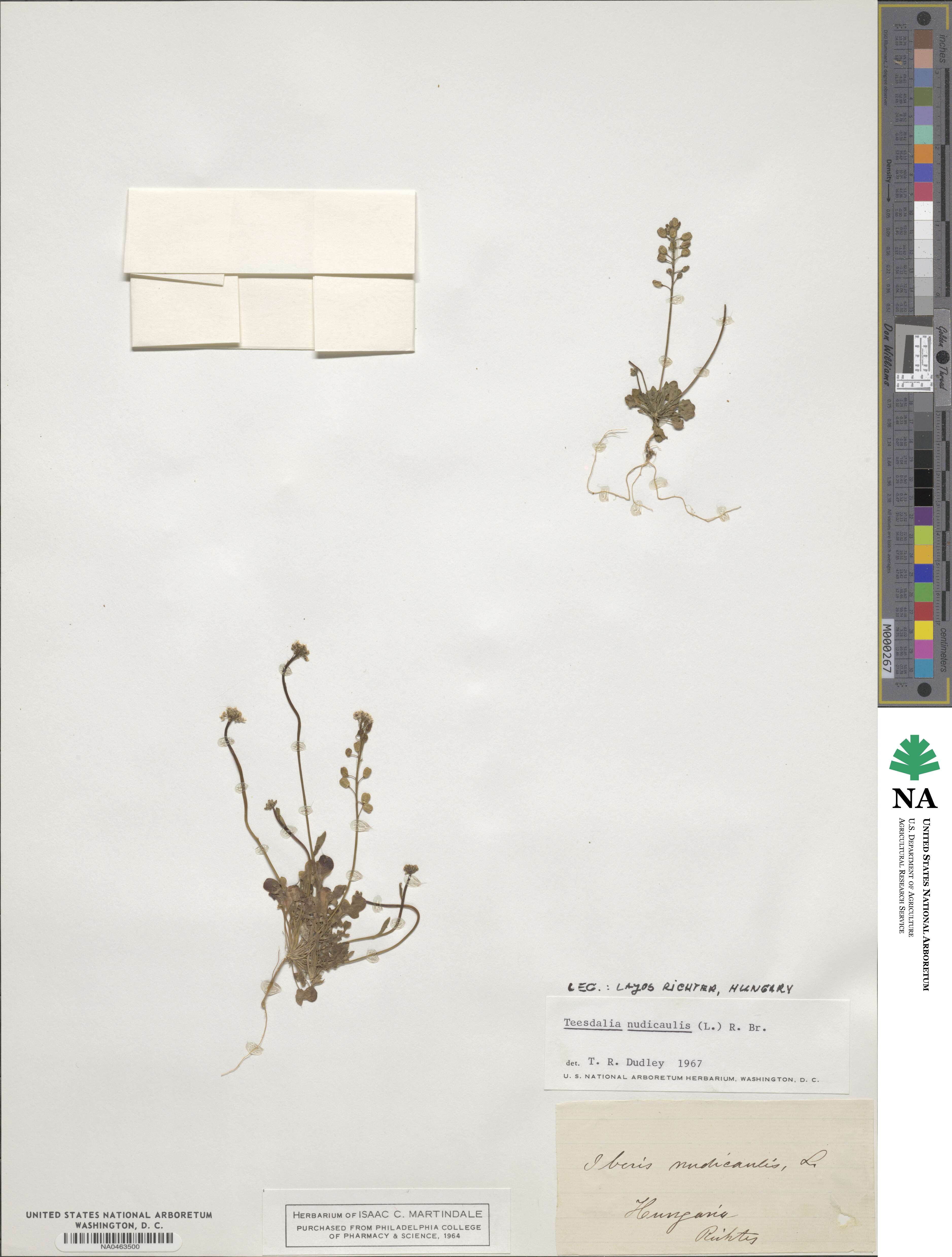 Teesdalia nudicaulis image