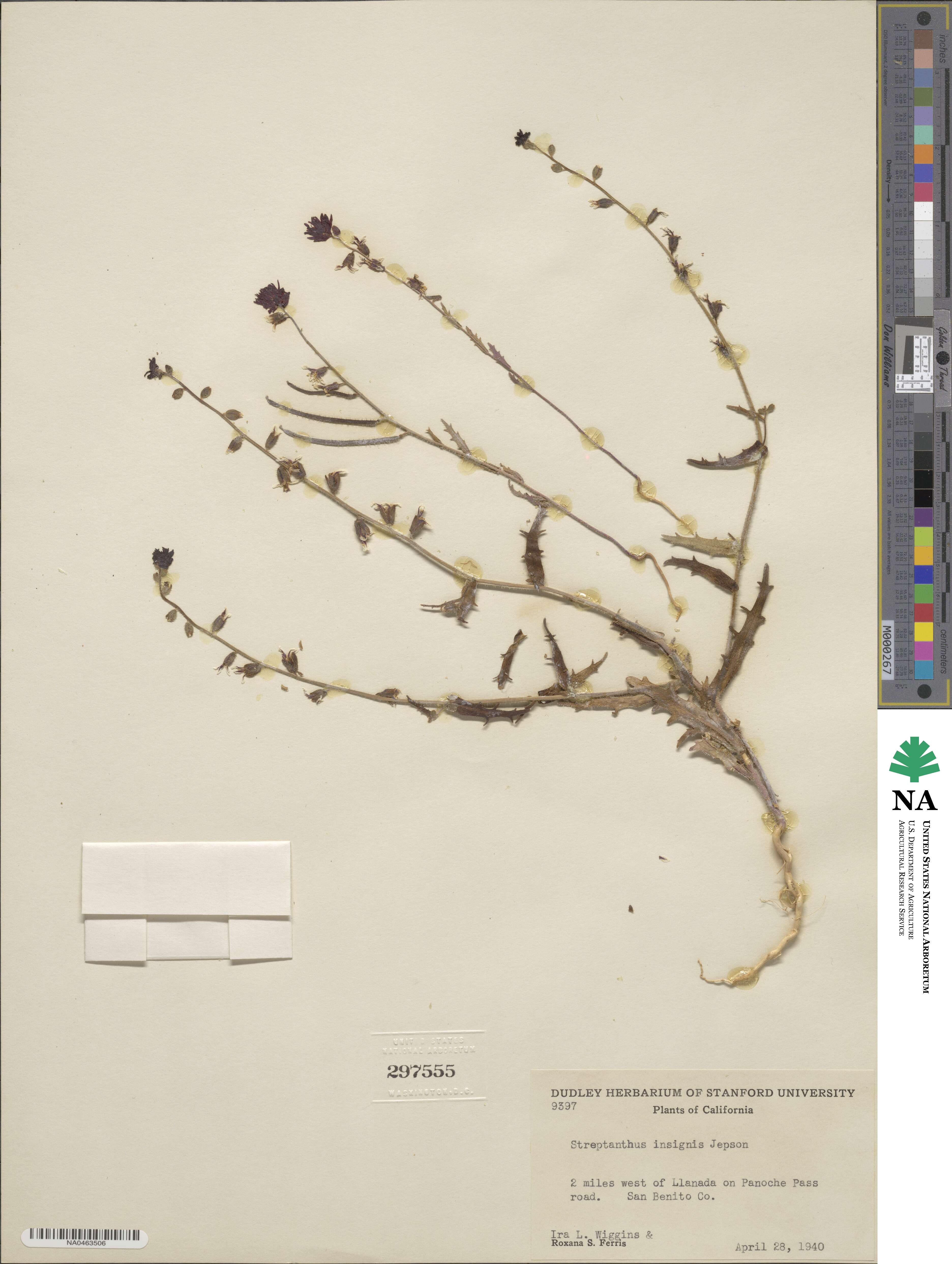 Streptanthus insignis image