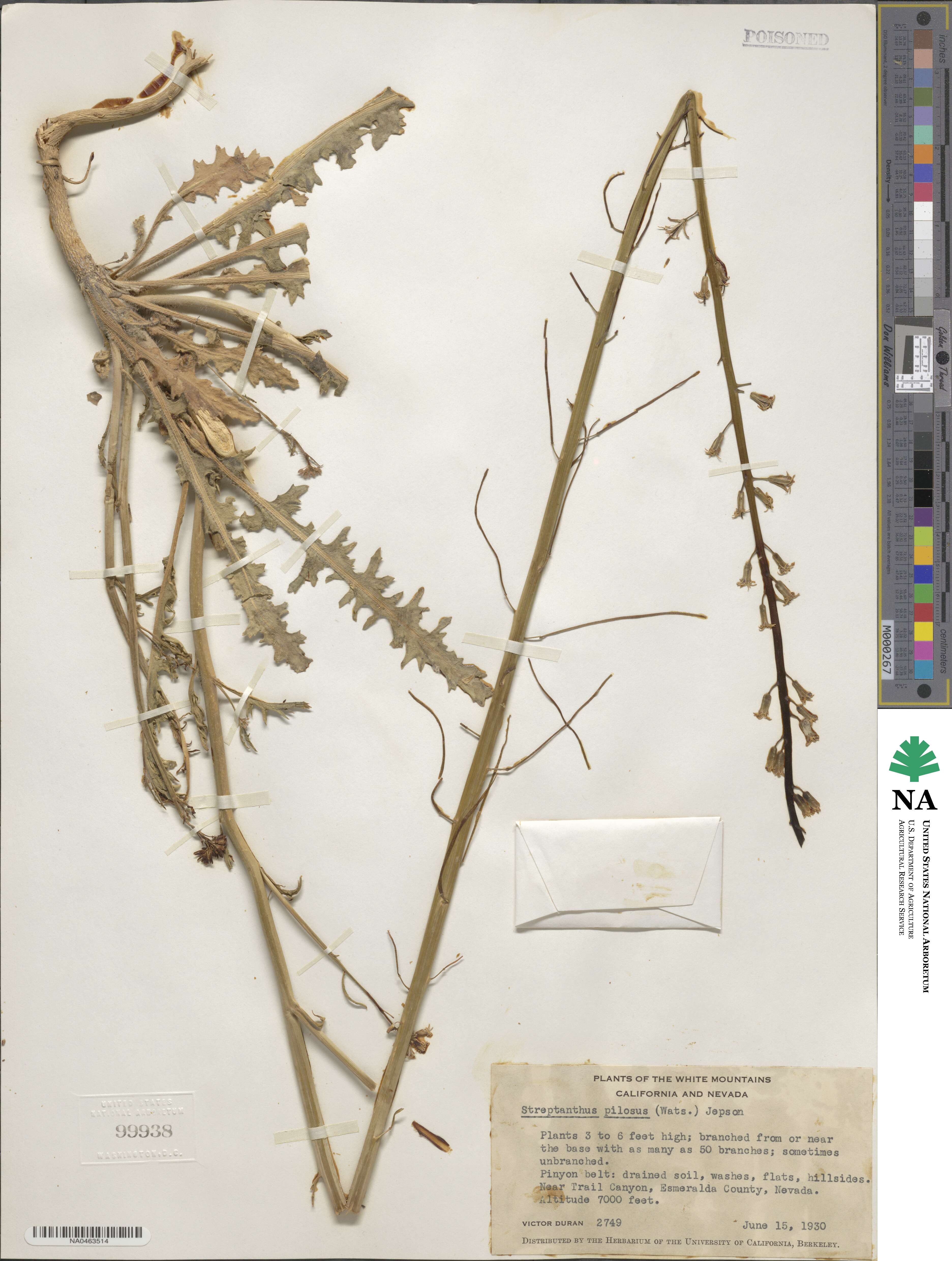 Streptanthus pilosus image