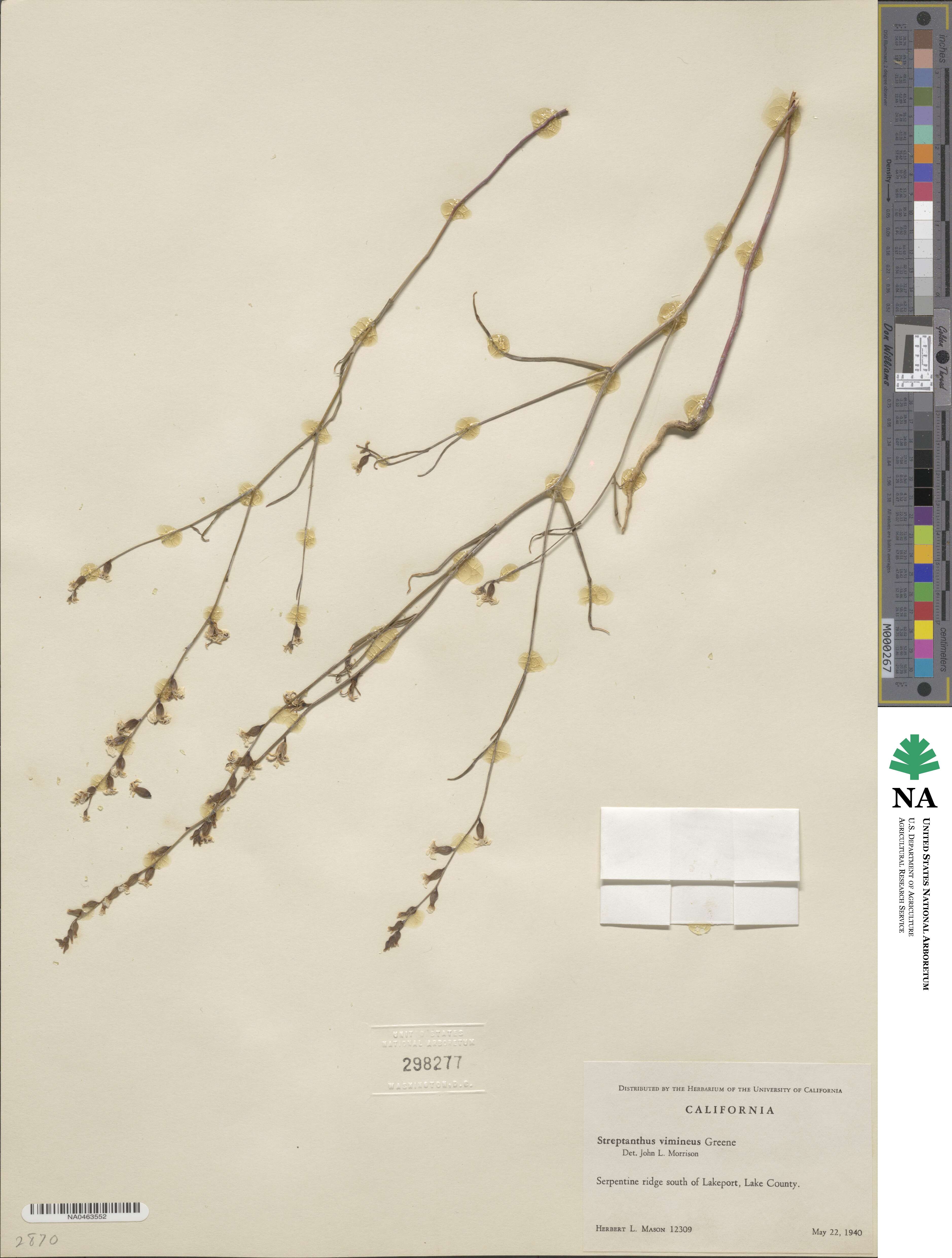 Streptanthus vimineus image