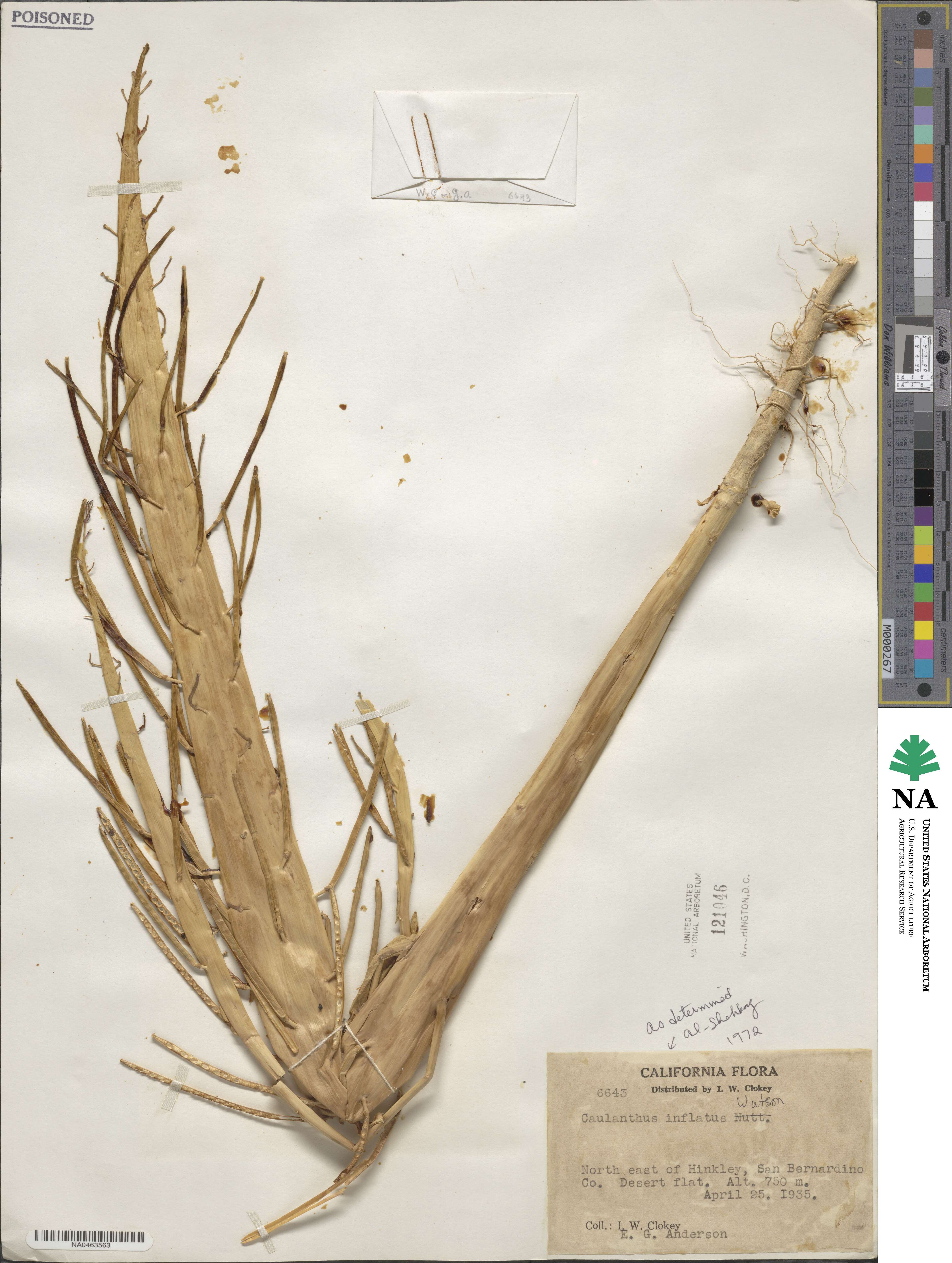 Streptanthus inflatus image