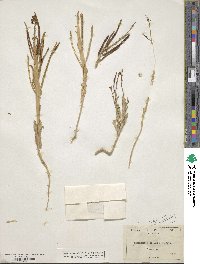 Streptanthus inflatus image