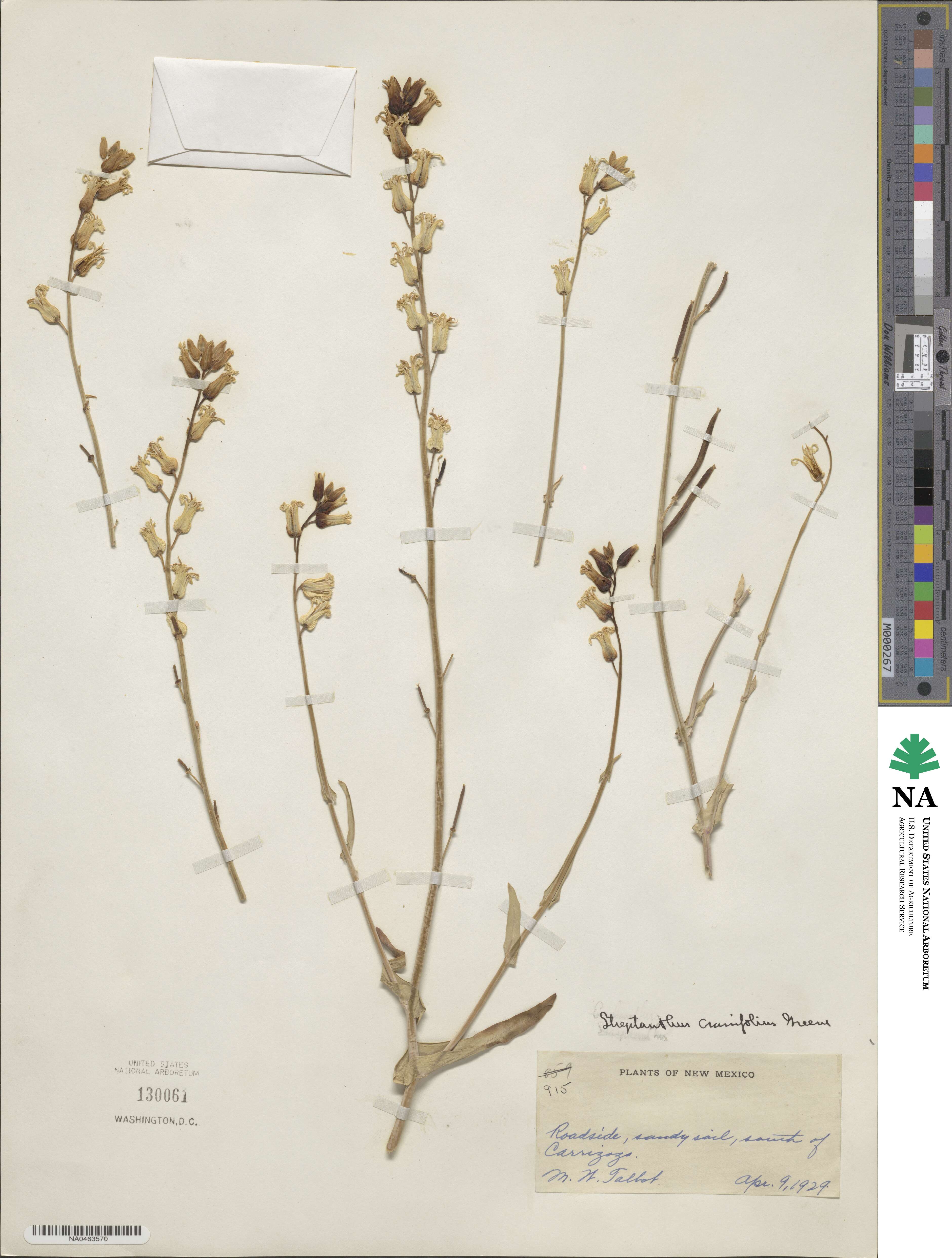 Streptanthus crassifolius image