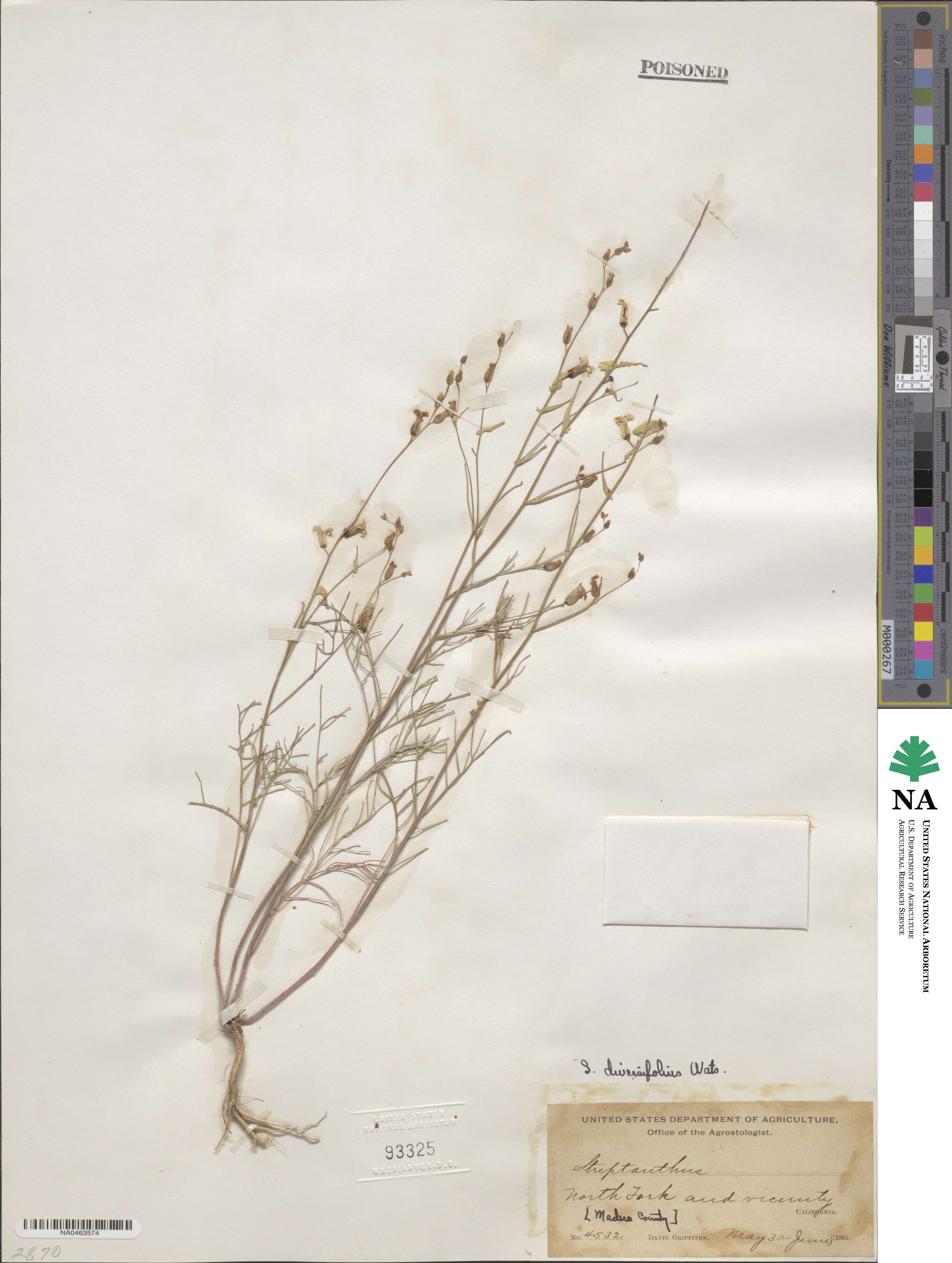 Streptanthus diversifolius image
