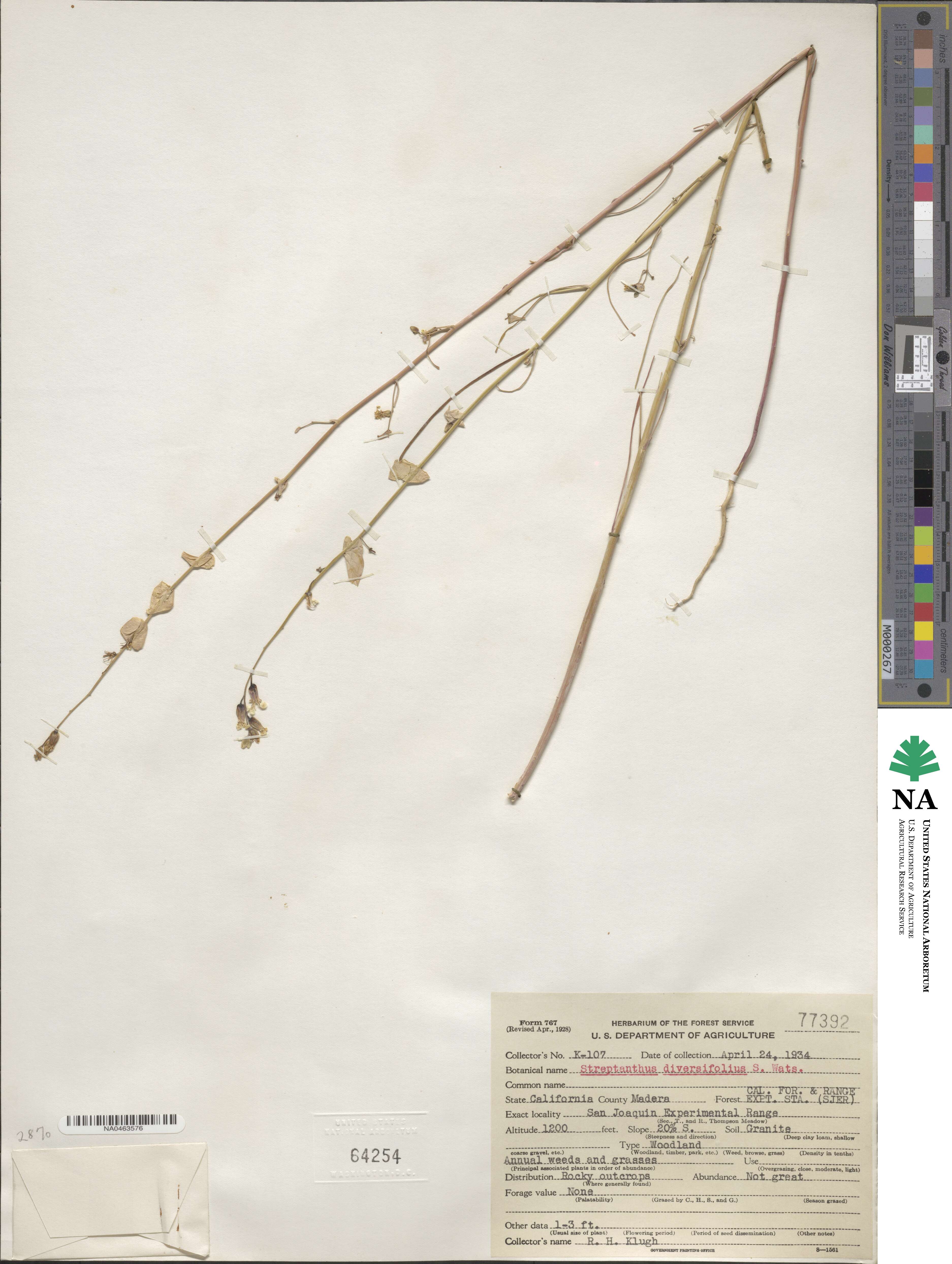Streptanthus diversifolius image