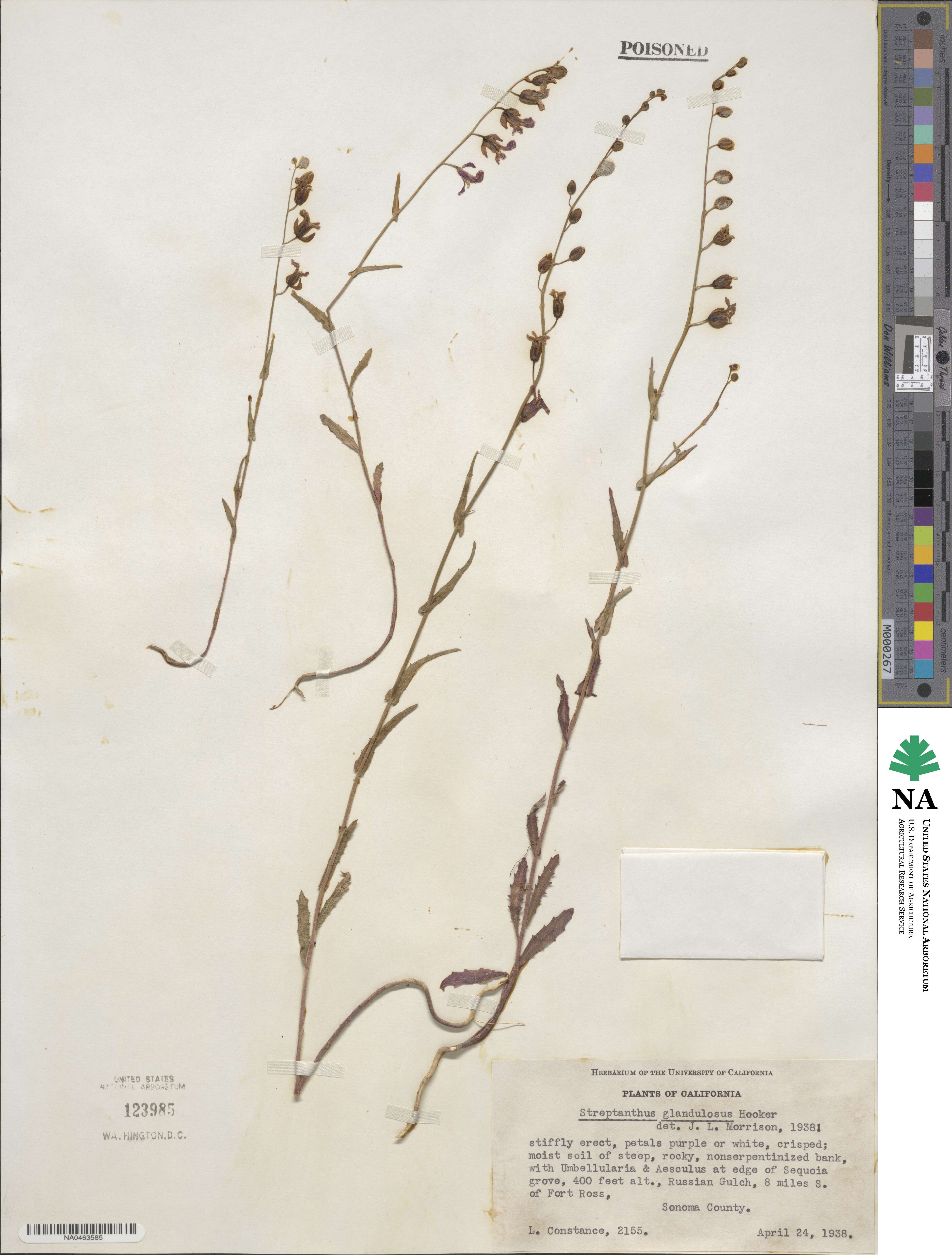 Streptanthus glandulosus image
