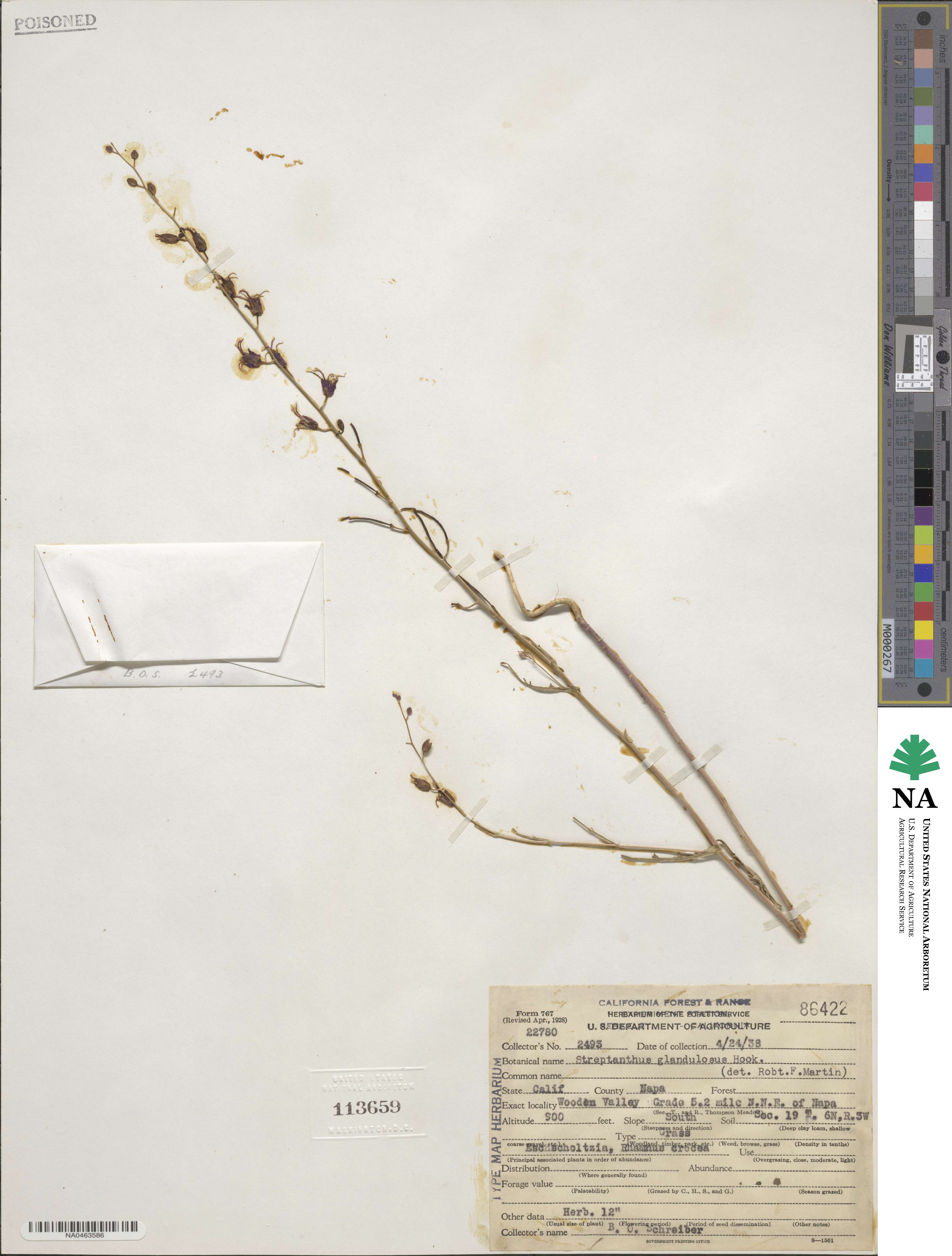 Streptanthus glandulosus image