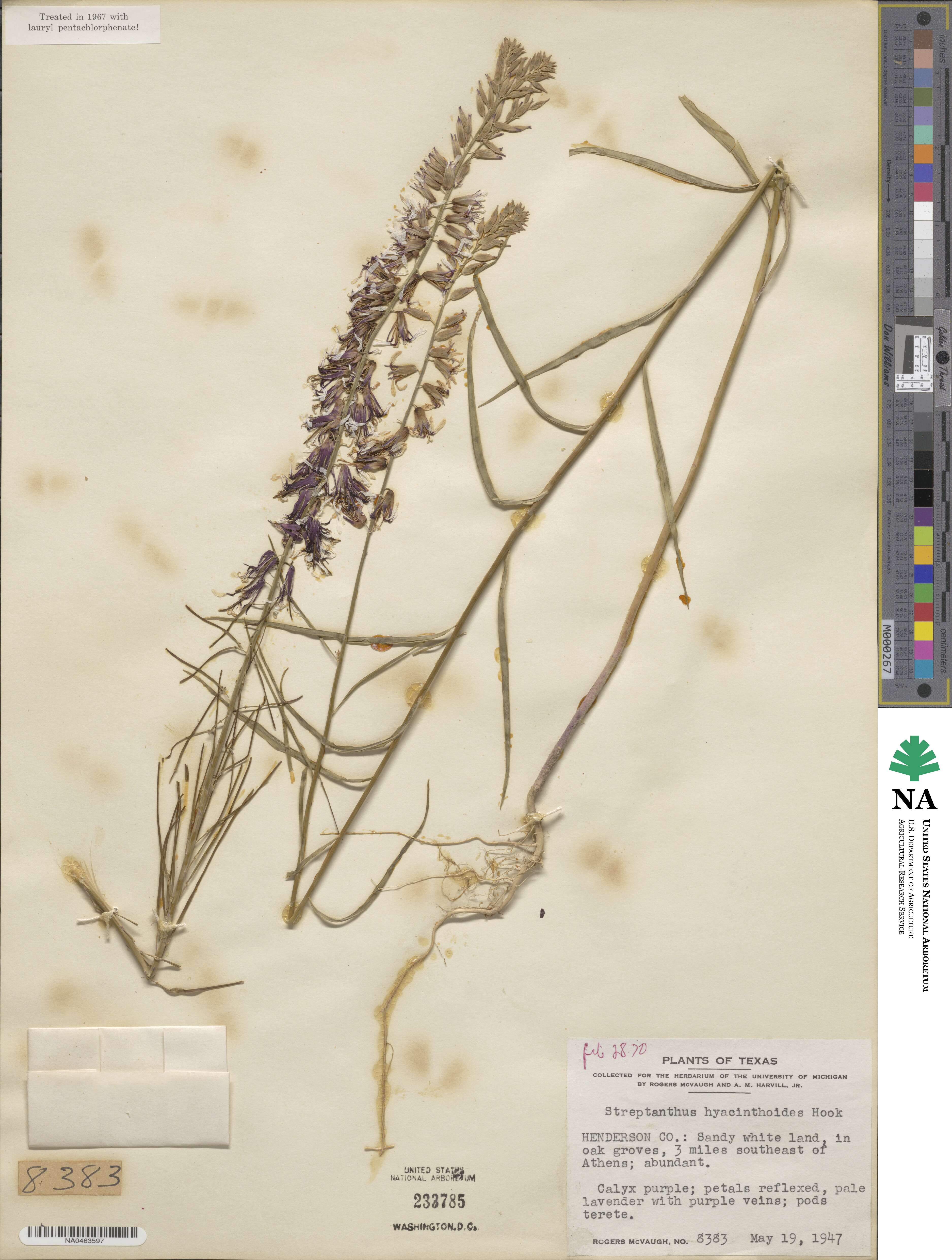 Streptanthus hyacinthoides image