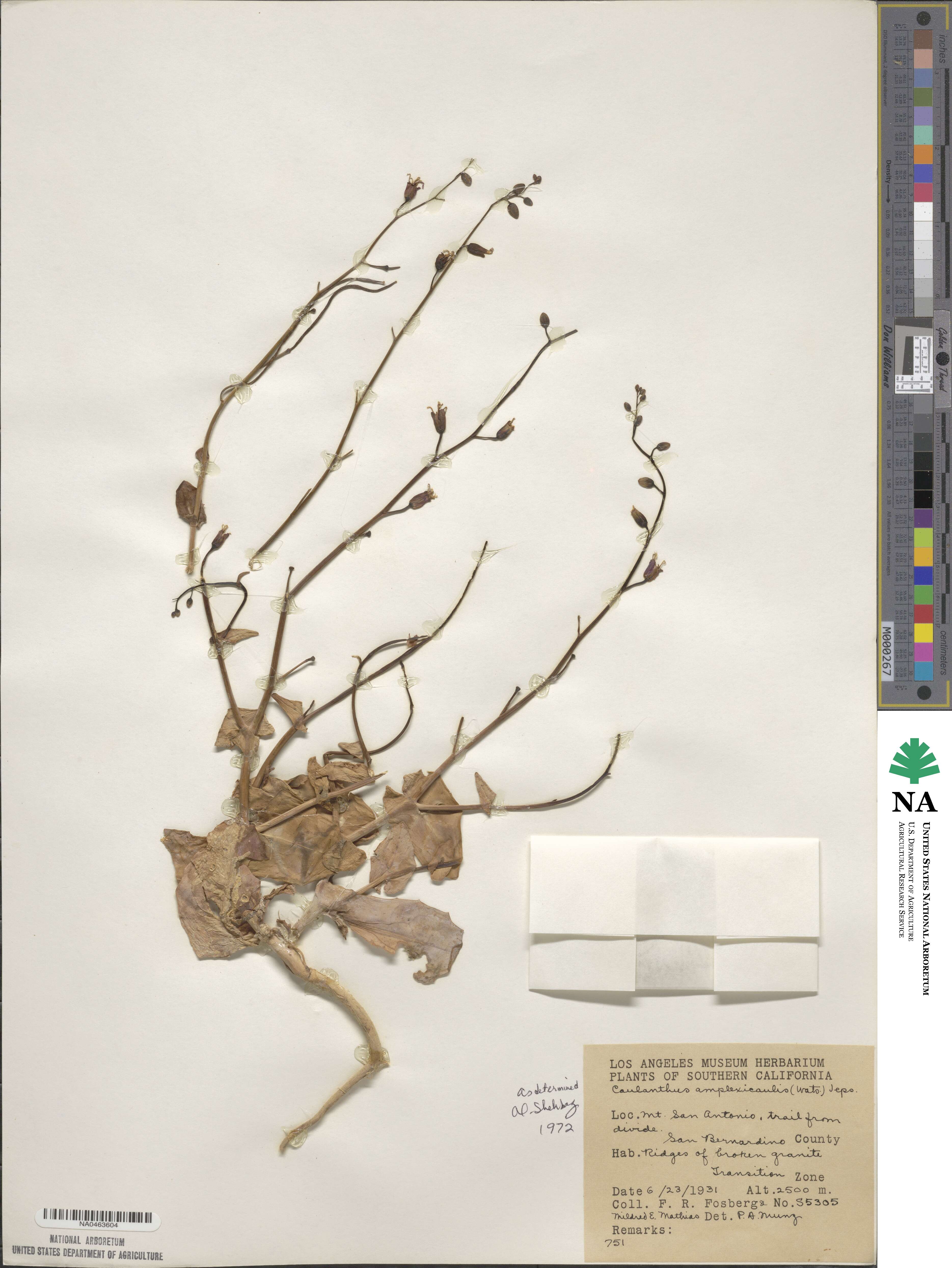 Streptanthus amplexicaulis image