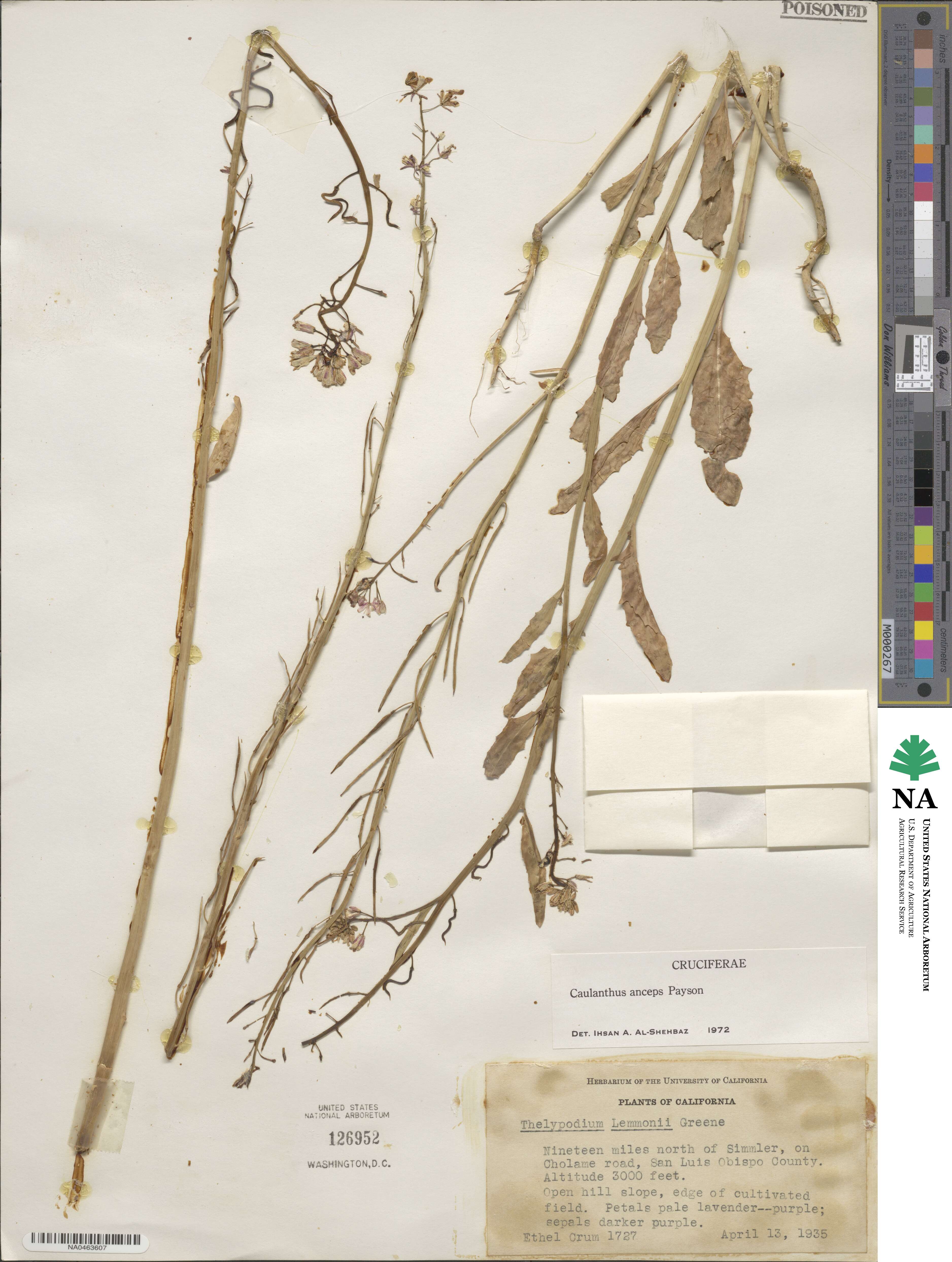 Streptanthus anceps image