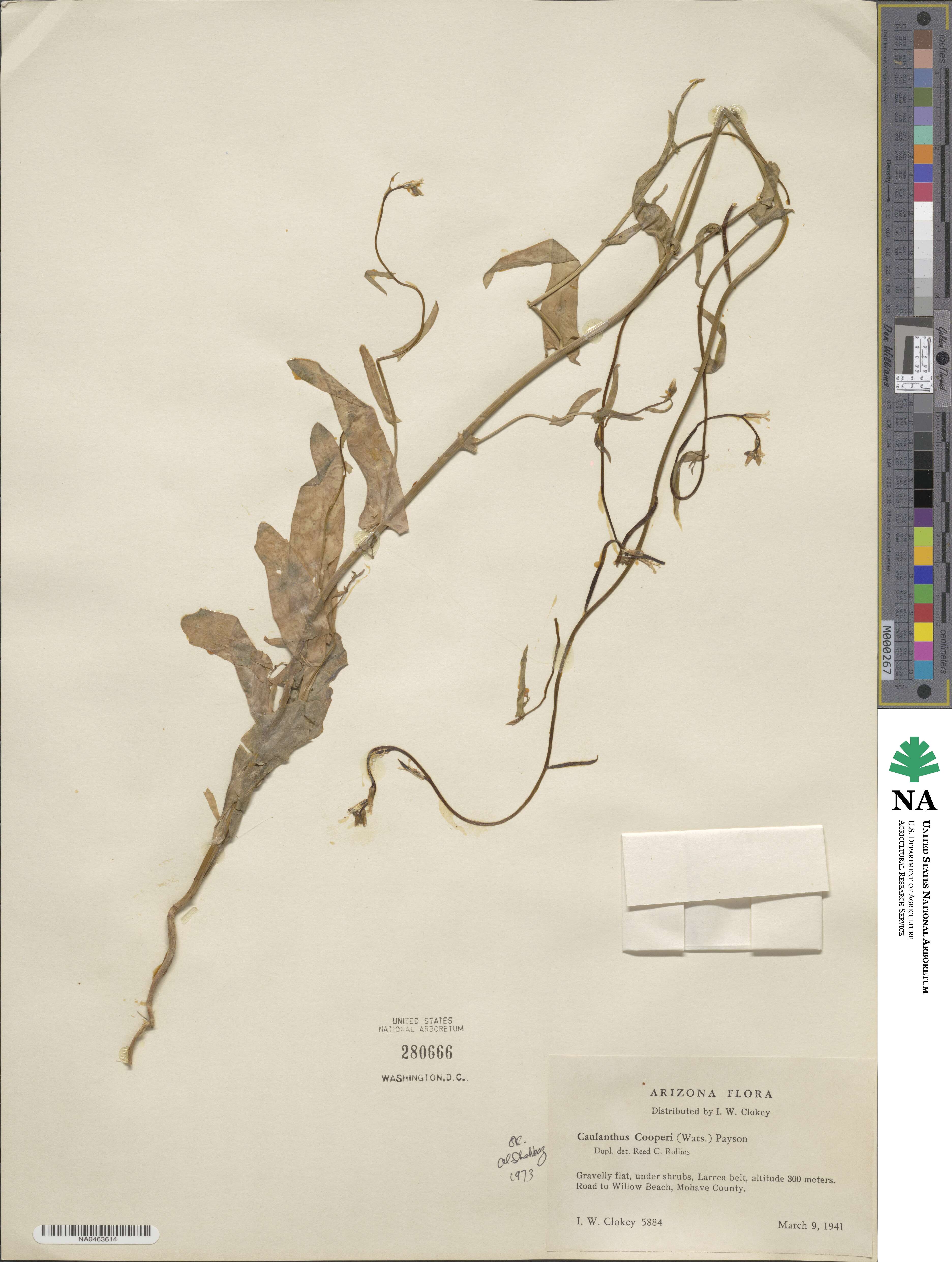 Streptanthus cooperi image