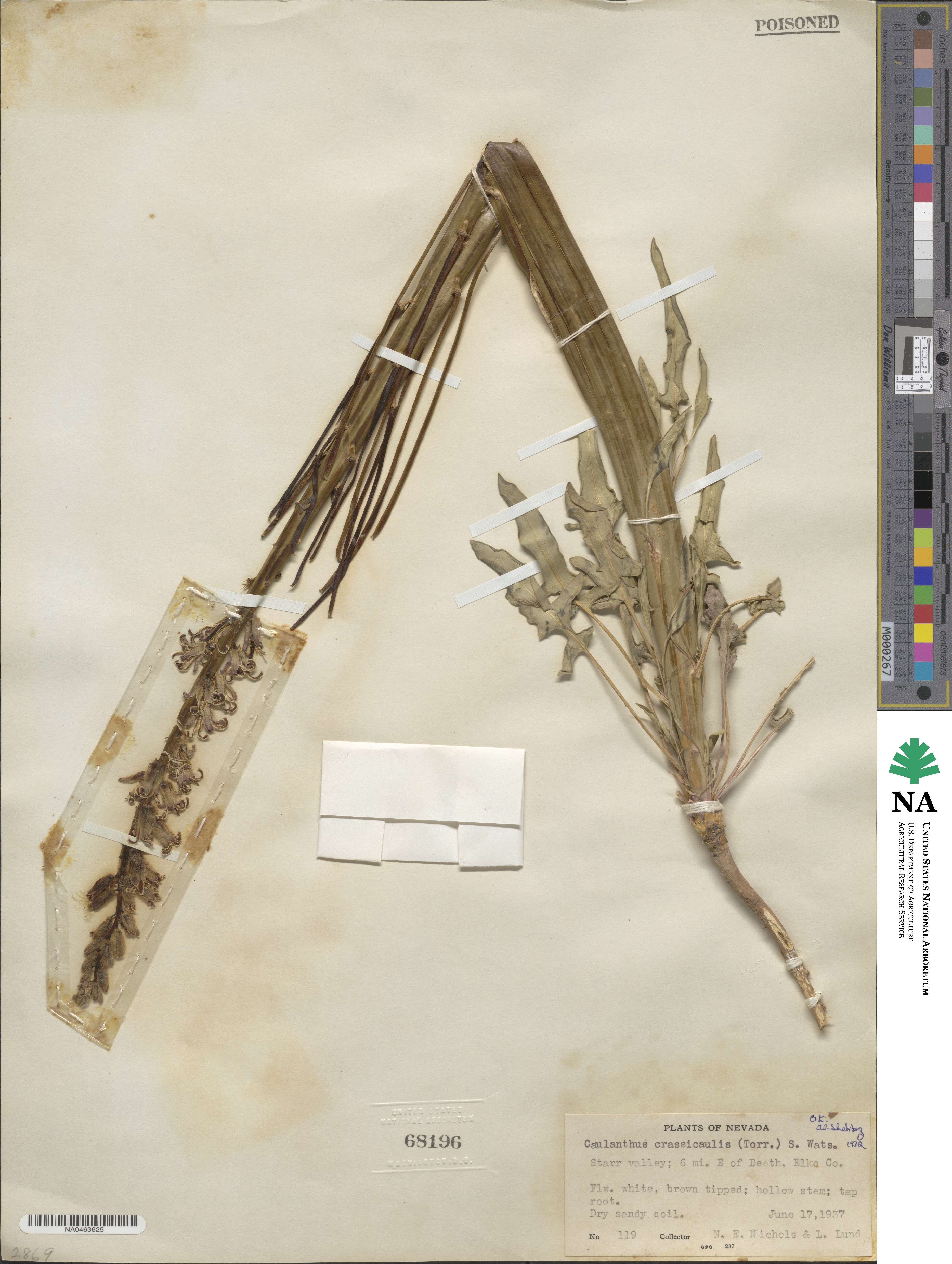 Streptanthus crassicaulis image