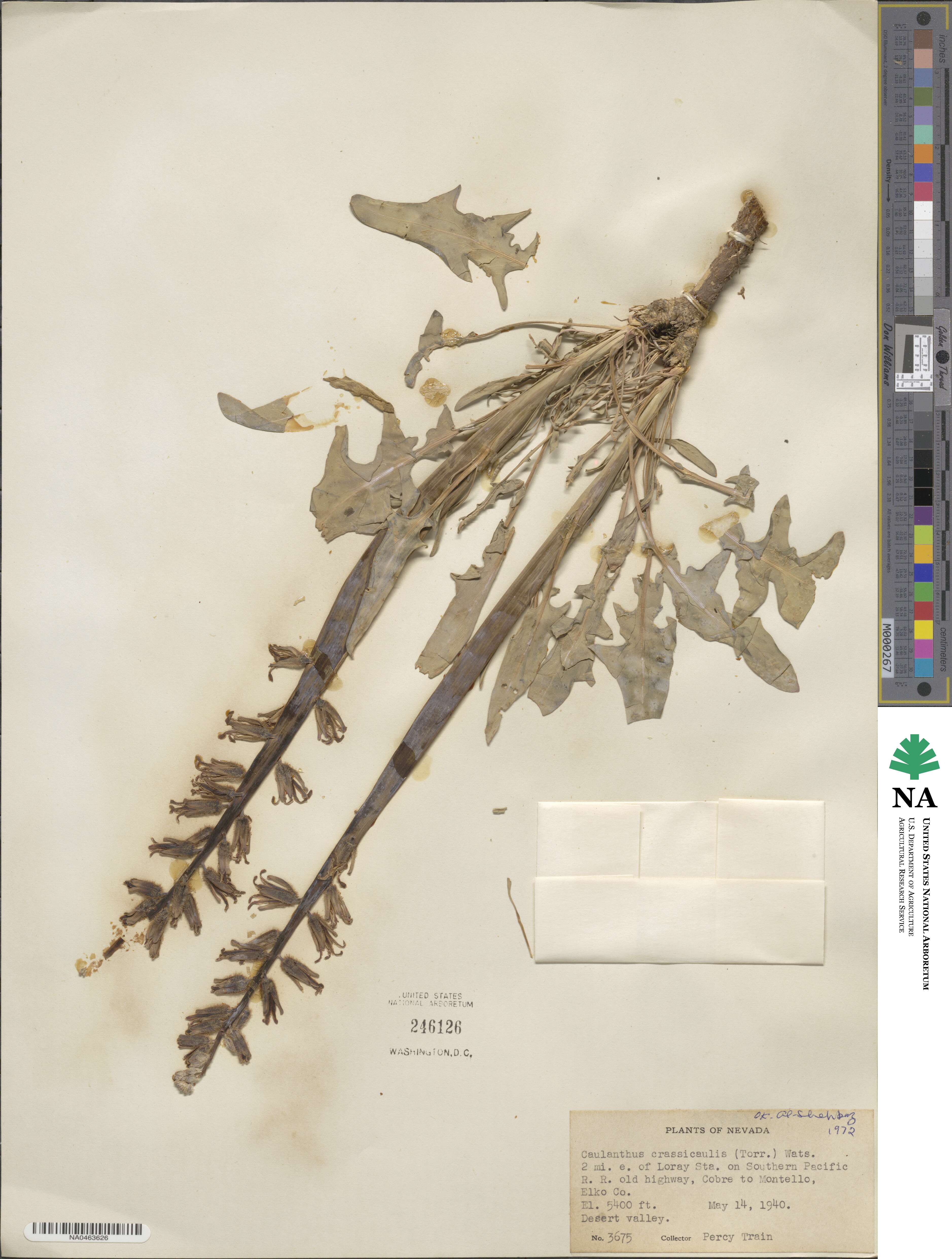 Streptanthus crassicaulis image