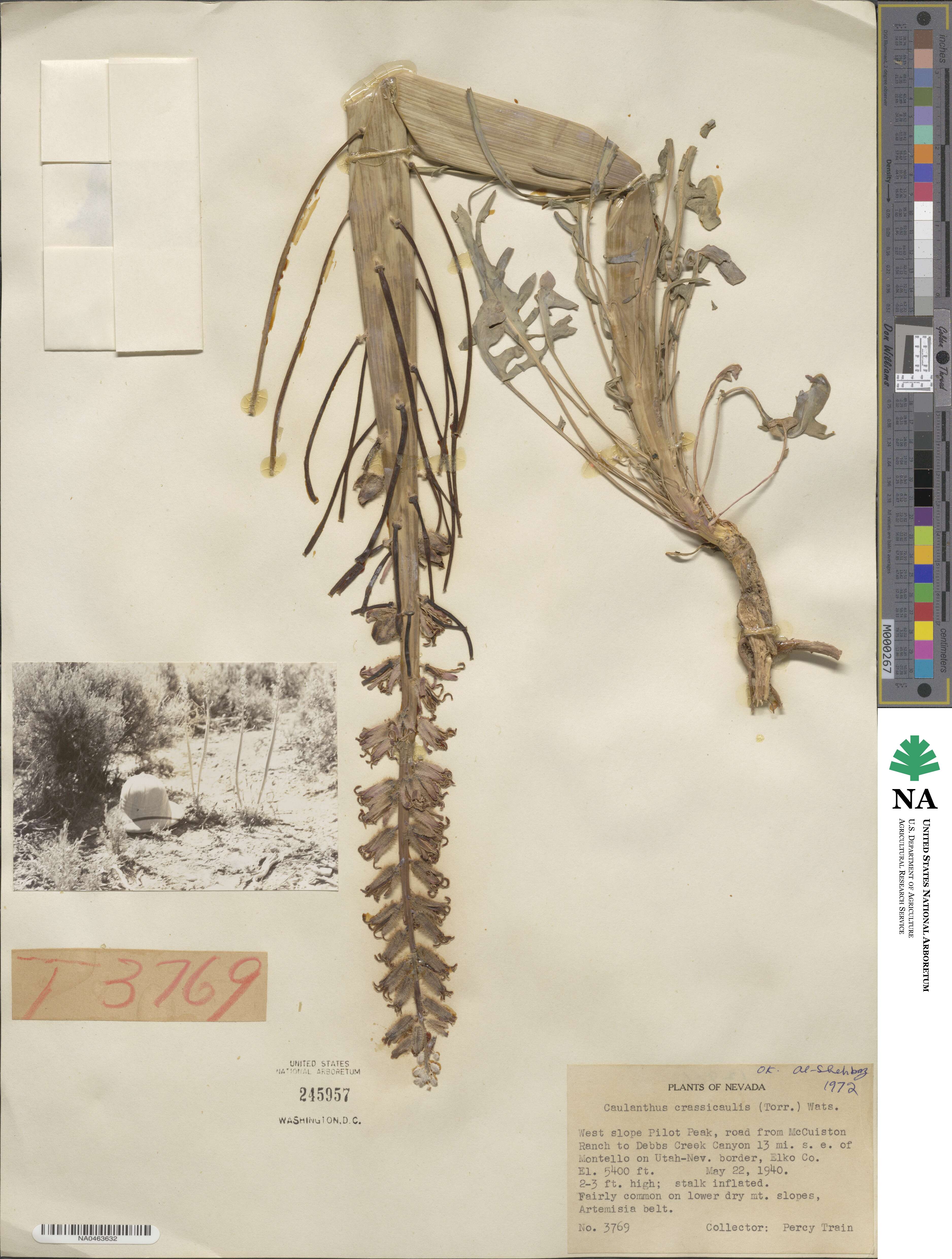 Streptanthus crassicaulis image