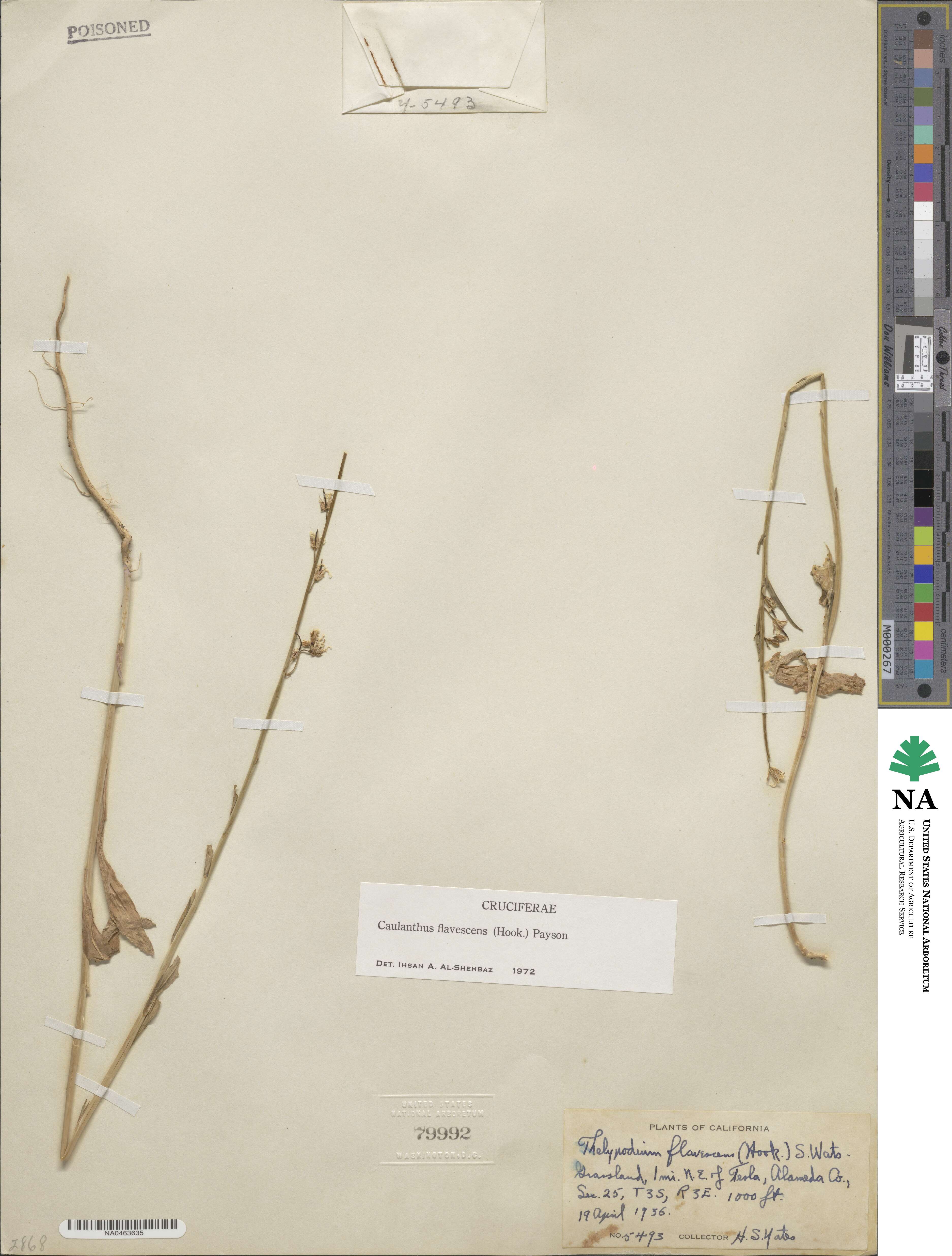 Streptanthus flavescens image