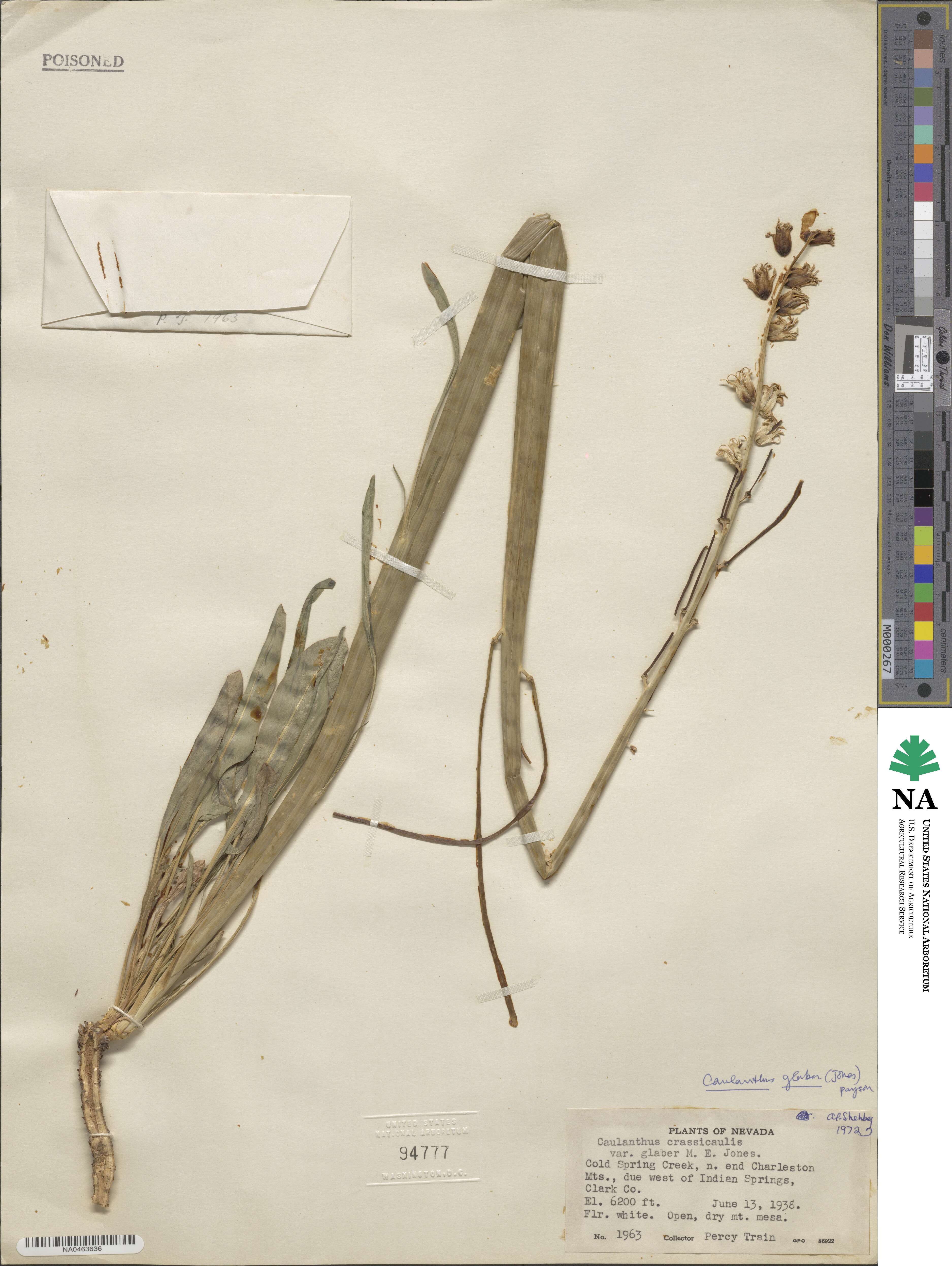 Streptanthus crassicaulis image