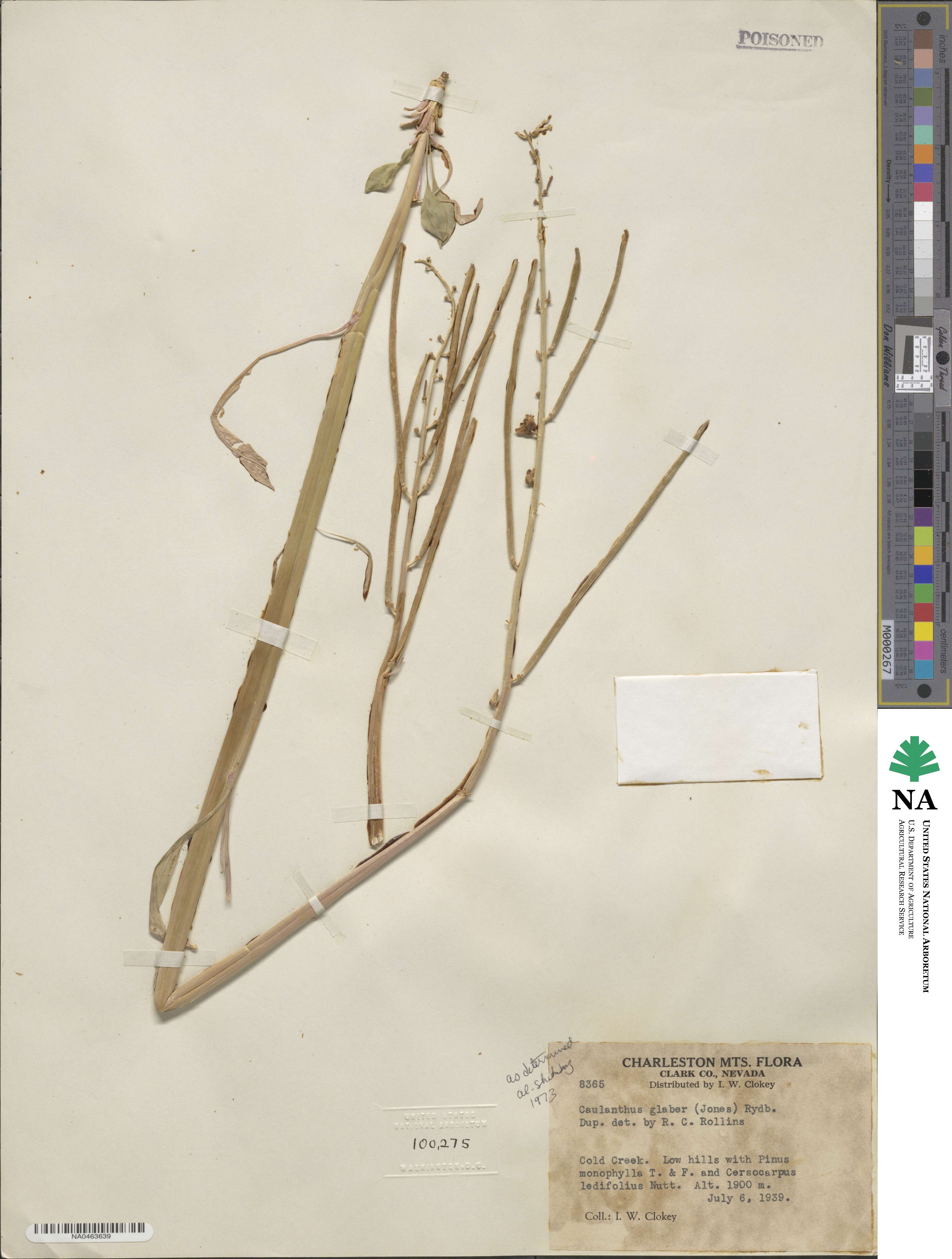 Streptanthus crassicaulis image