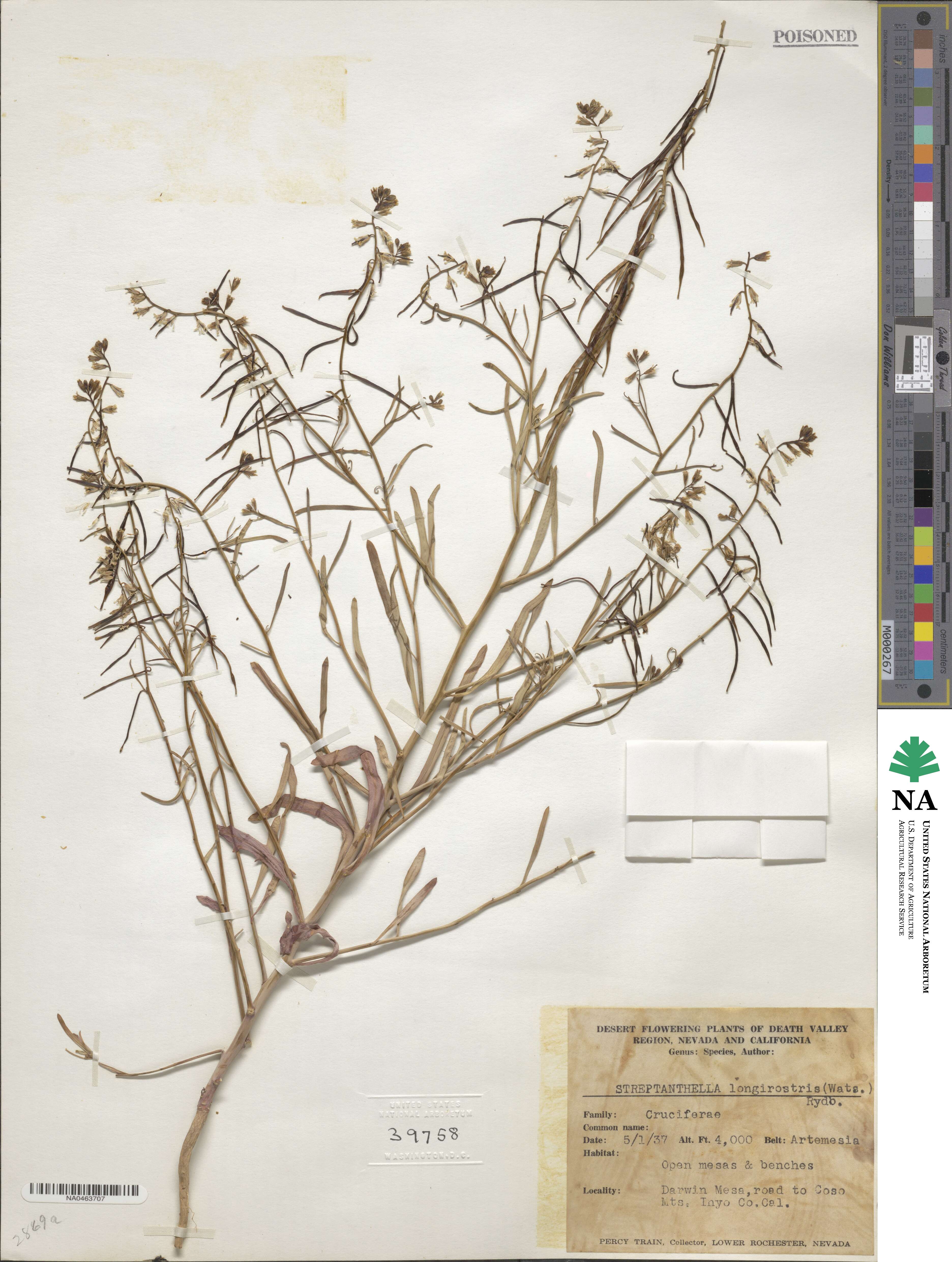 Streptanthus longirostris image