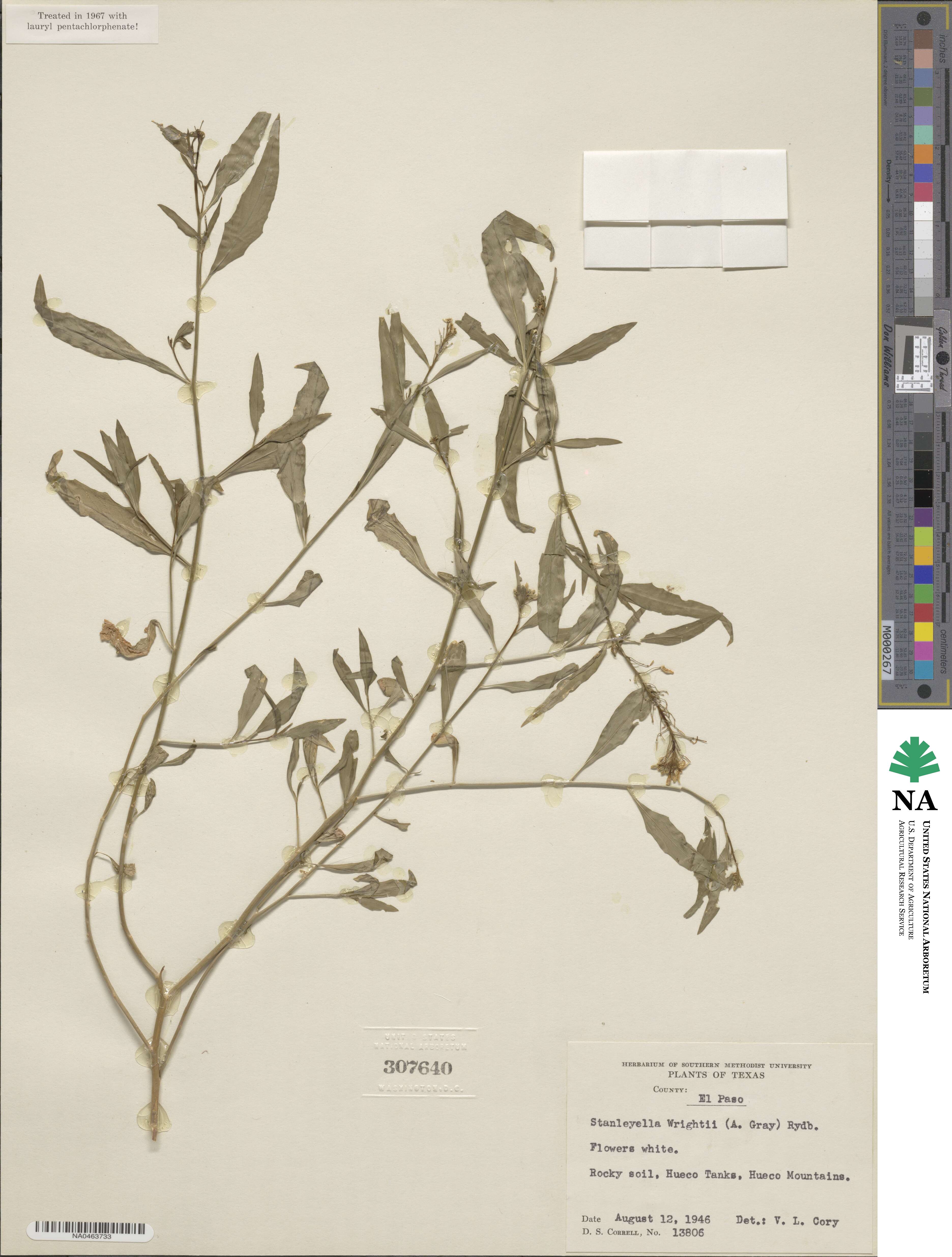Thelypodium wrightii image