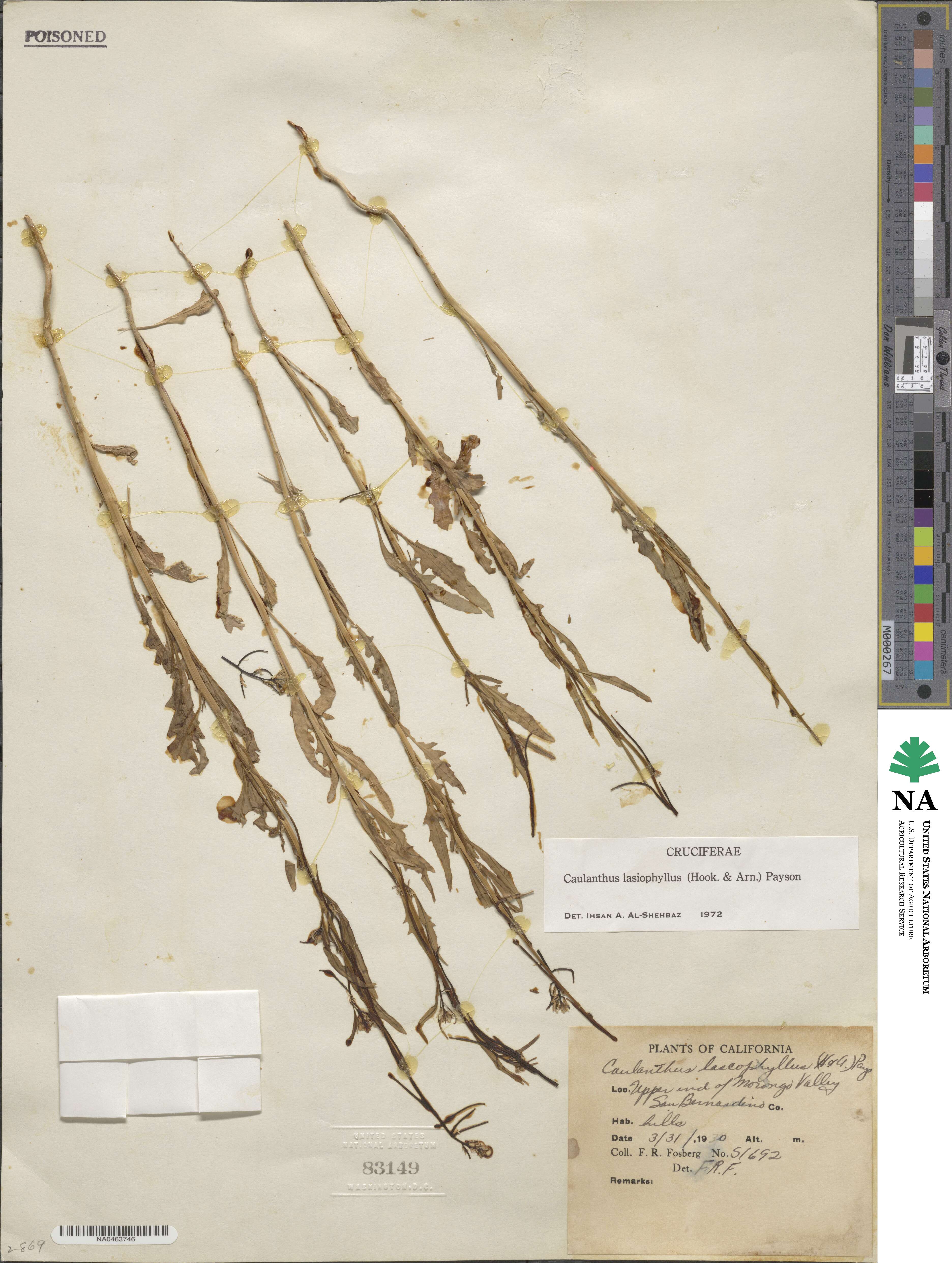 Streptanthus lasiophyllus image