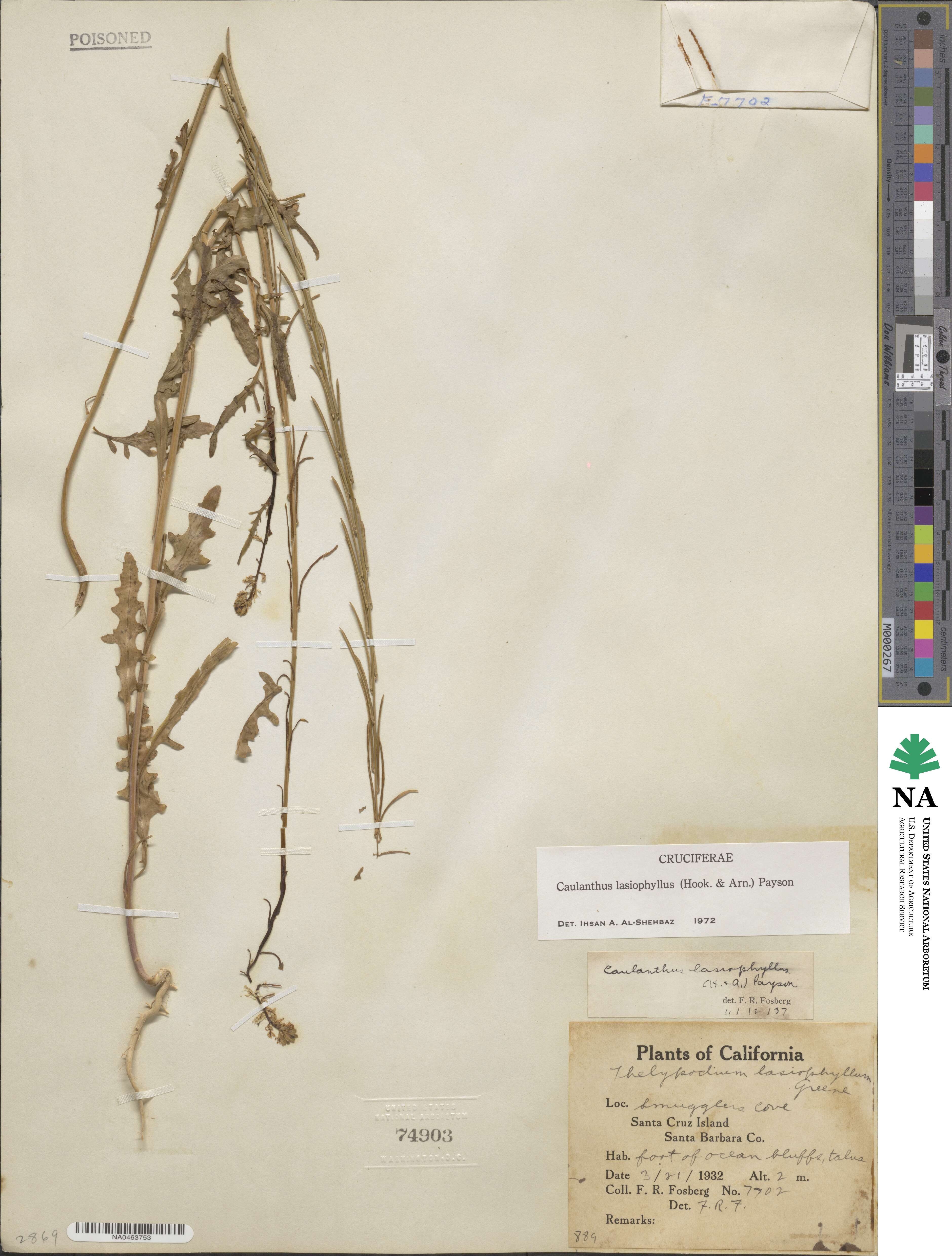 Streptanthus lasiophyllus image