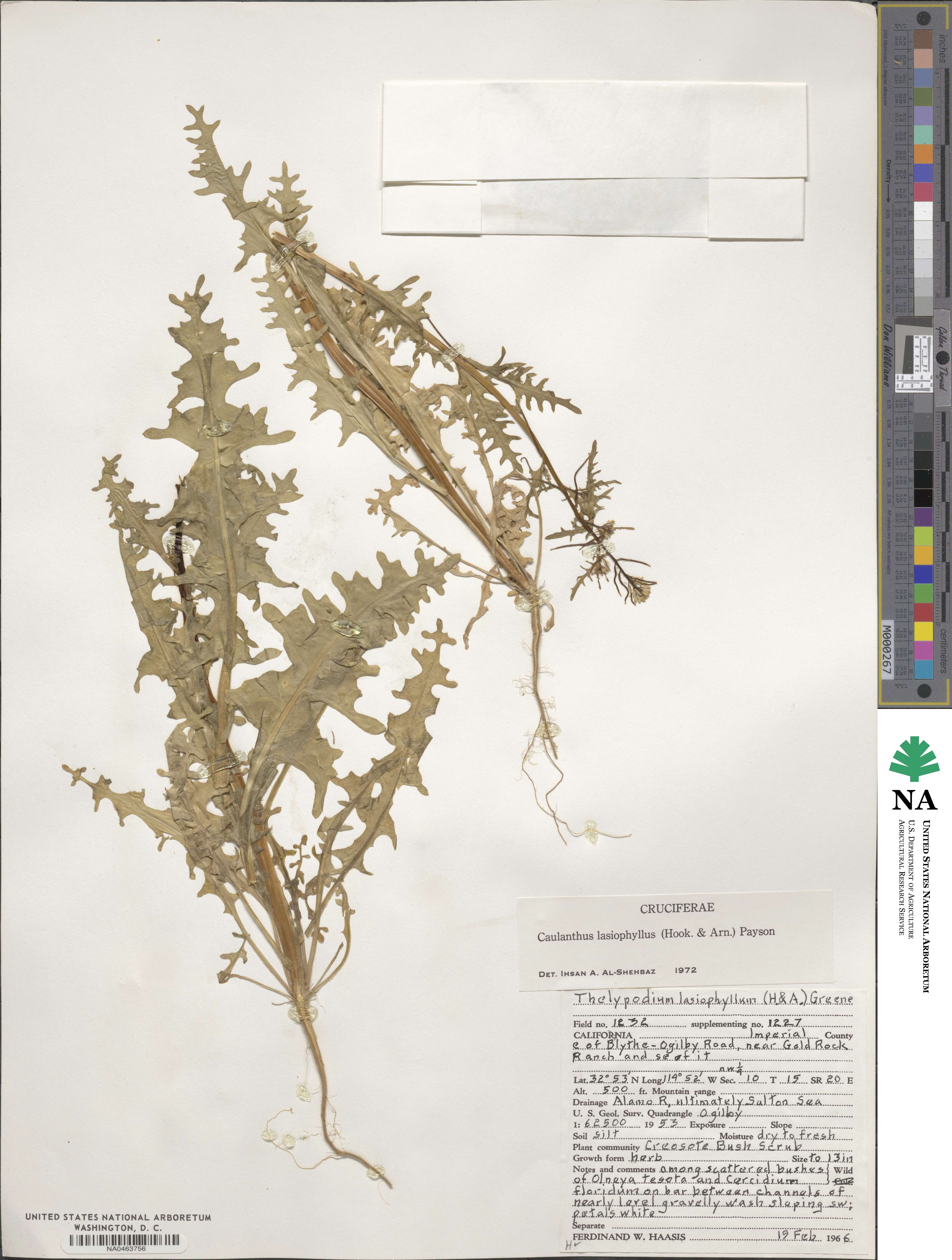 Streptanthus lasiophyllus image