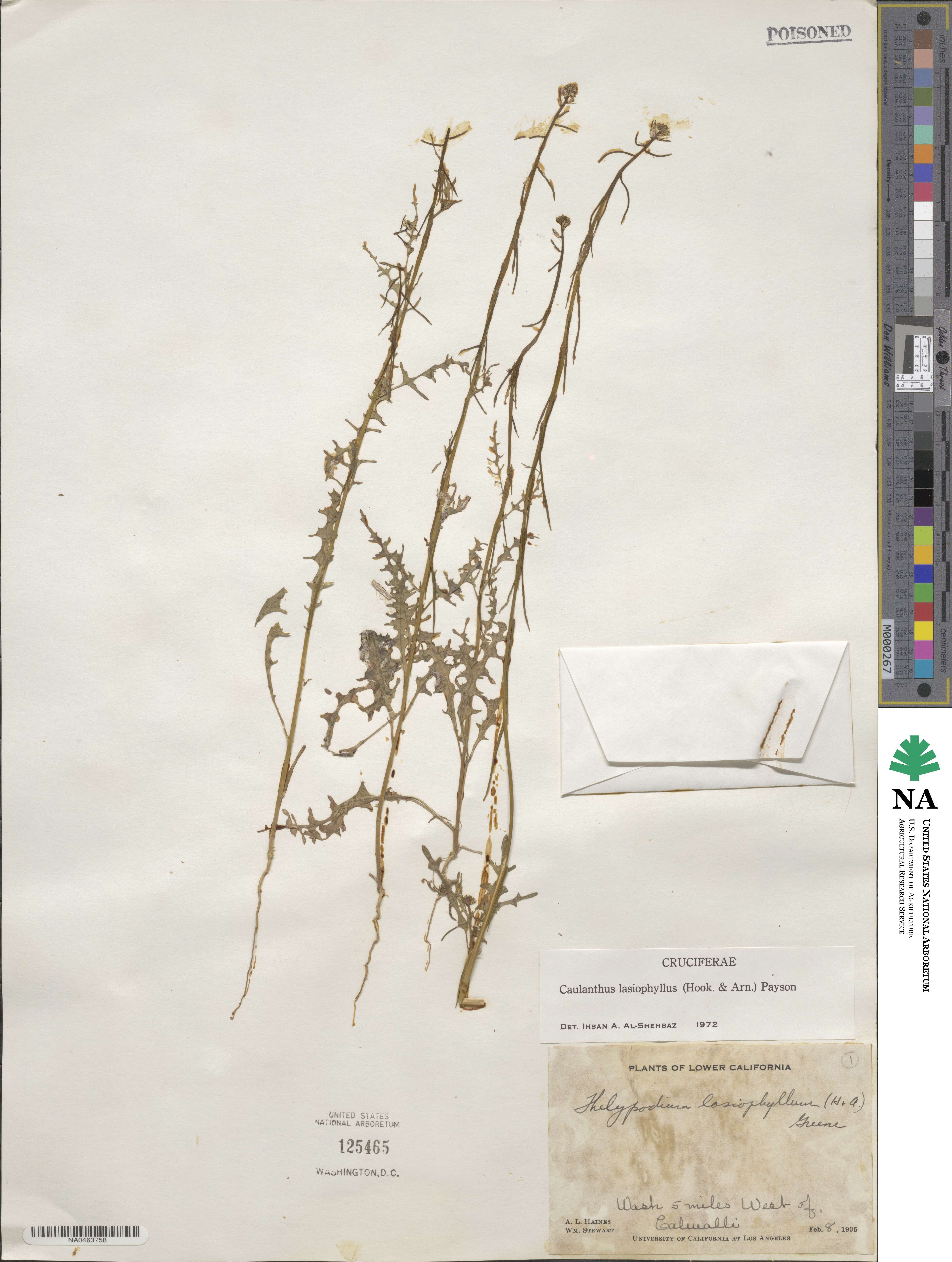 Streptanthus lasiophyllus image