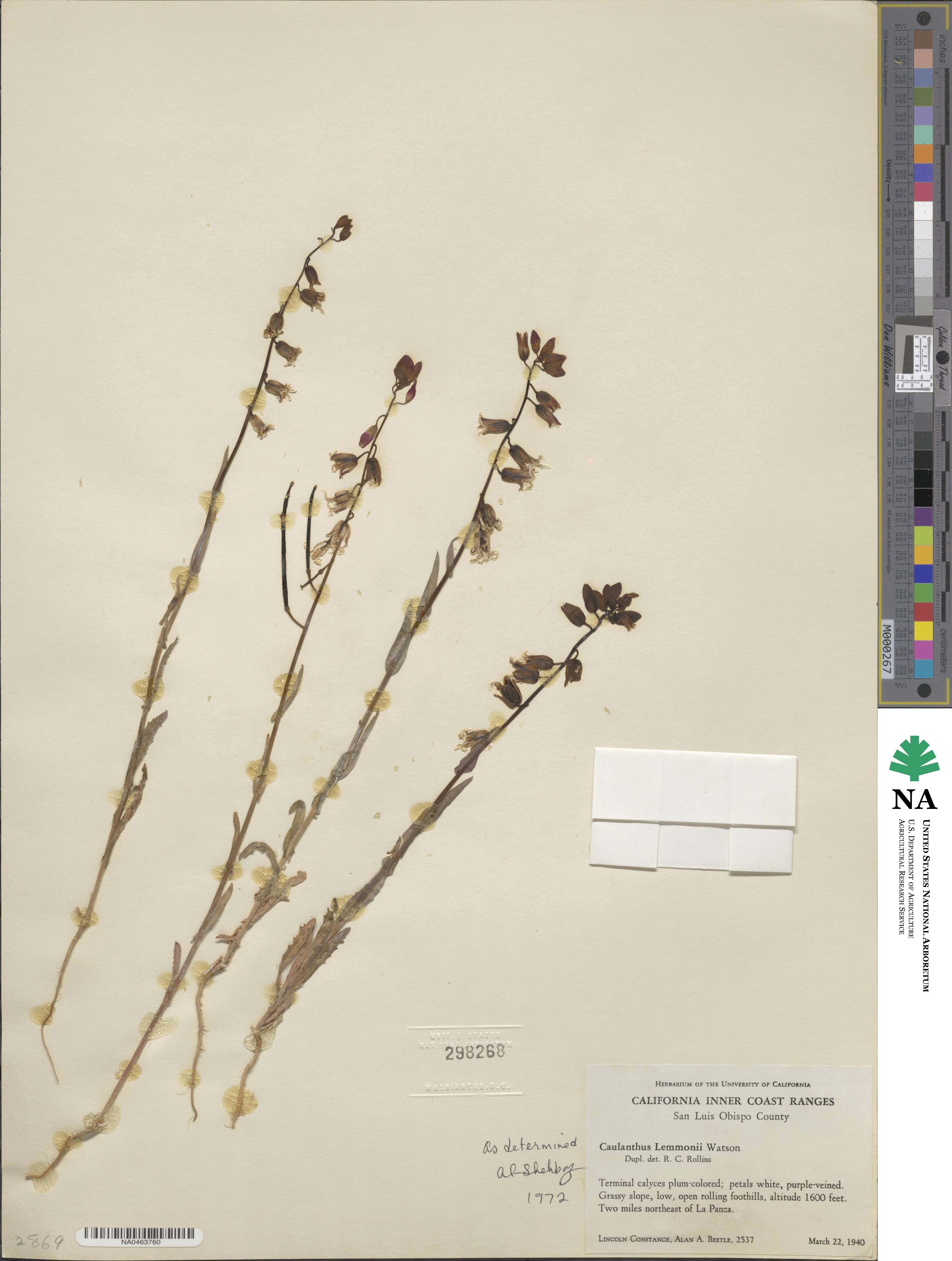 Streptanthus lemmonii image