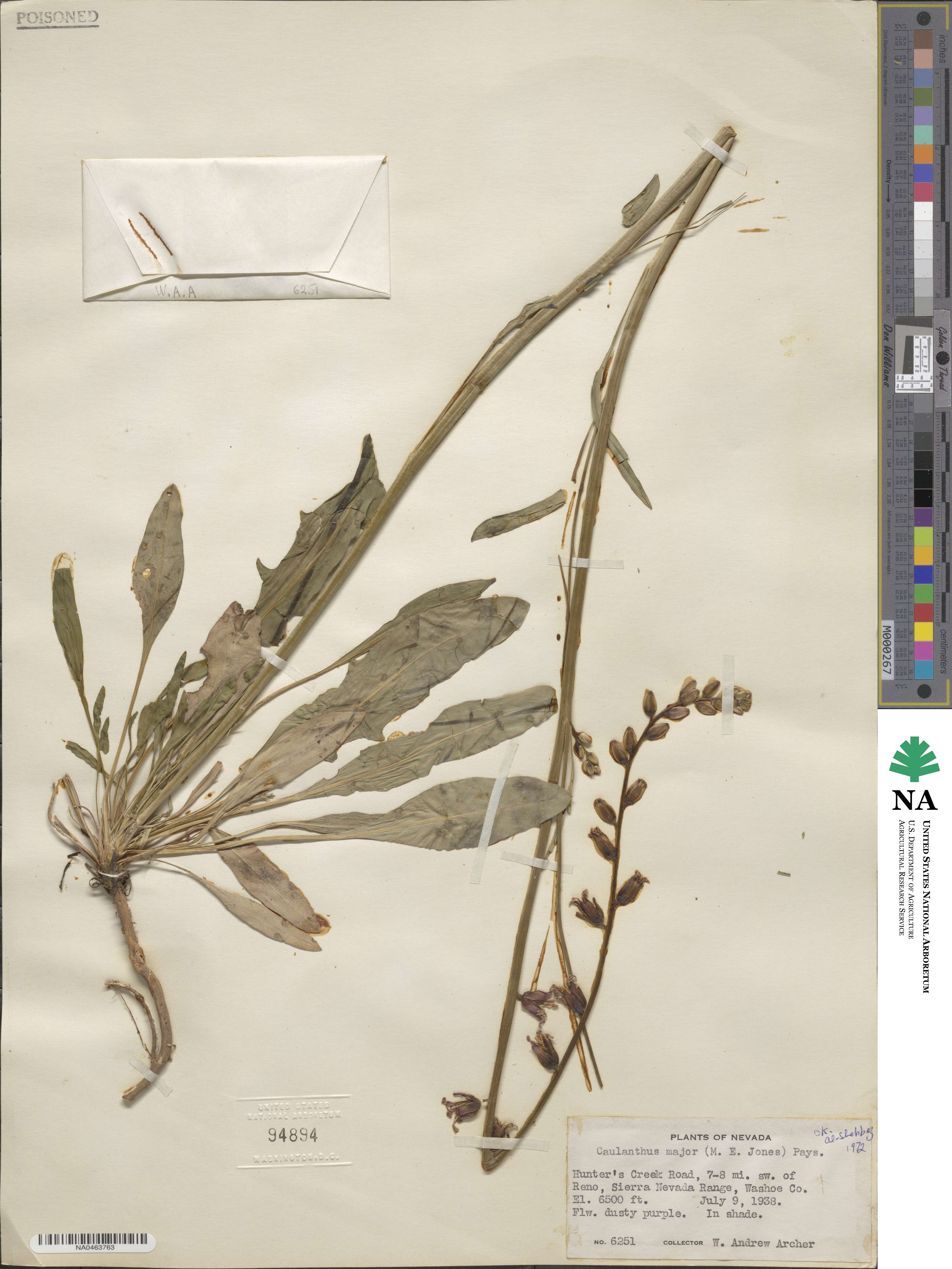 Streptanthus major image