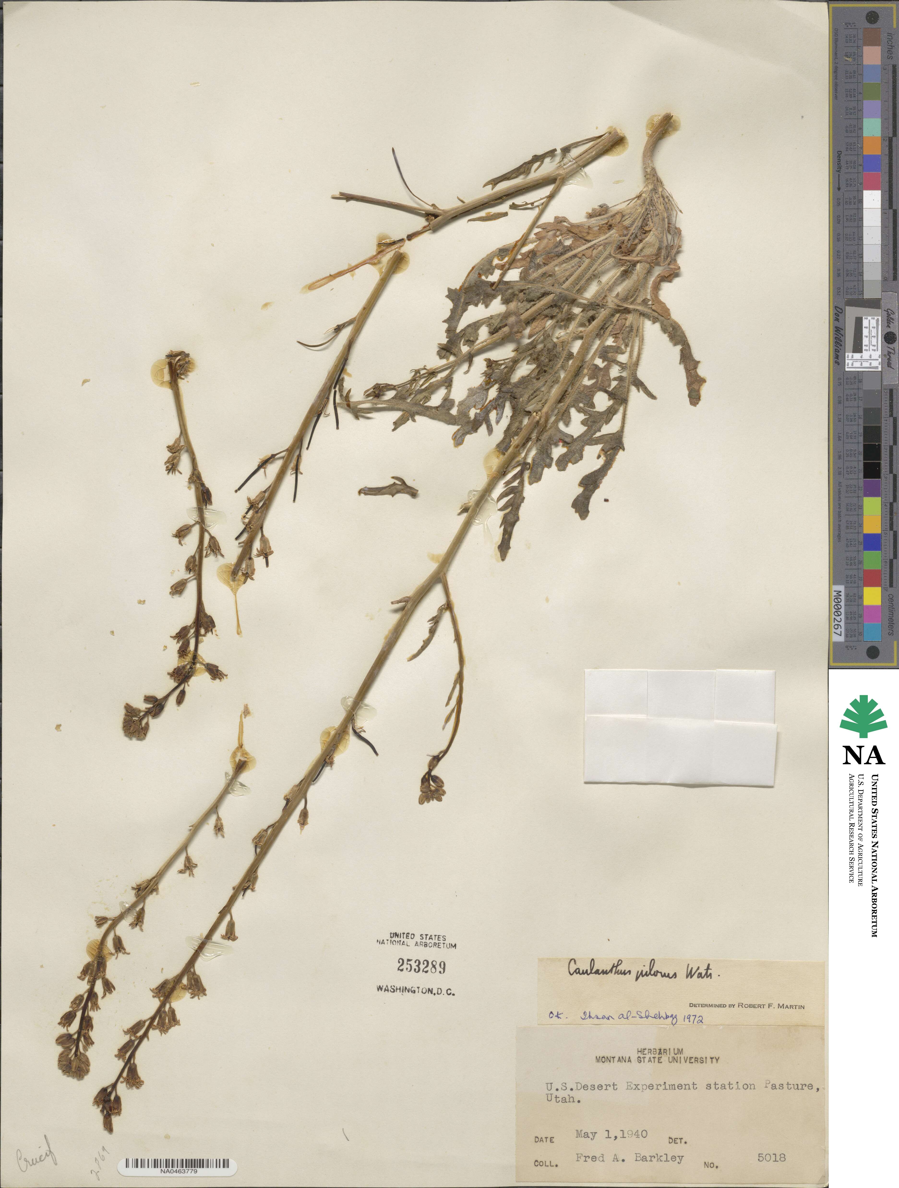 Streptanthus pilosus image