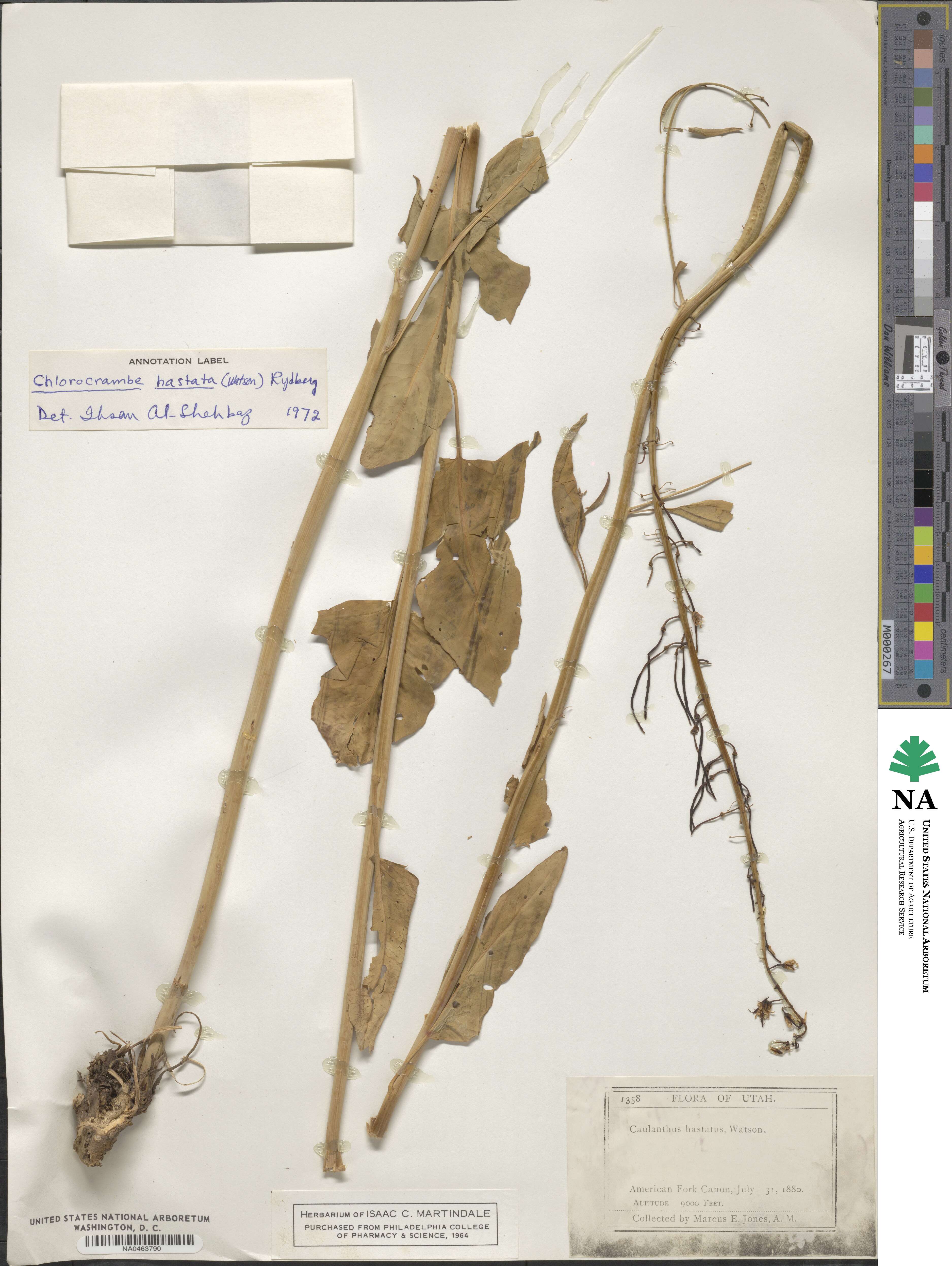 Chlorocrambe hastata image
