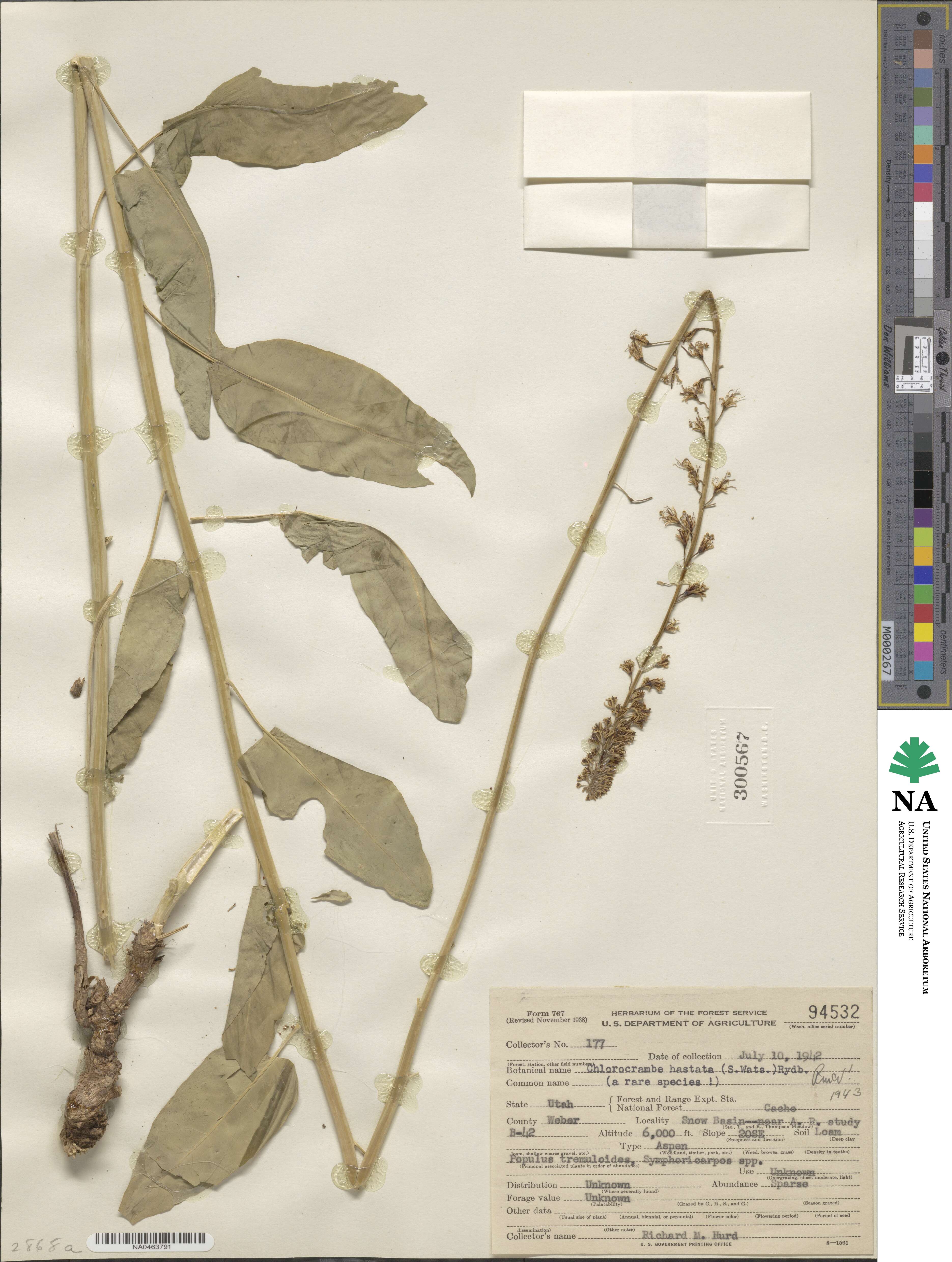 Chlorocrambe image