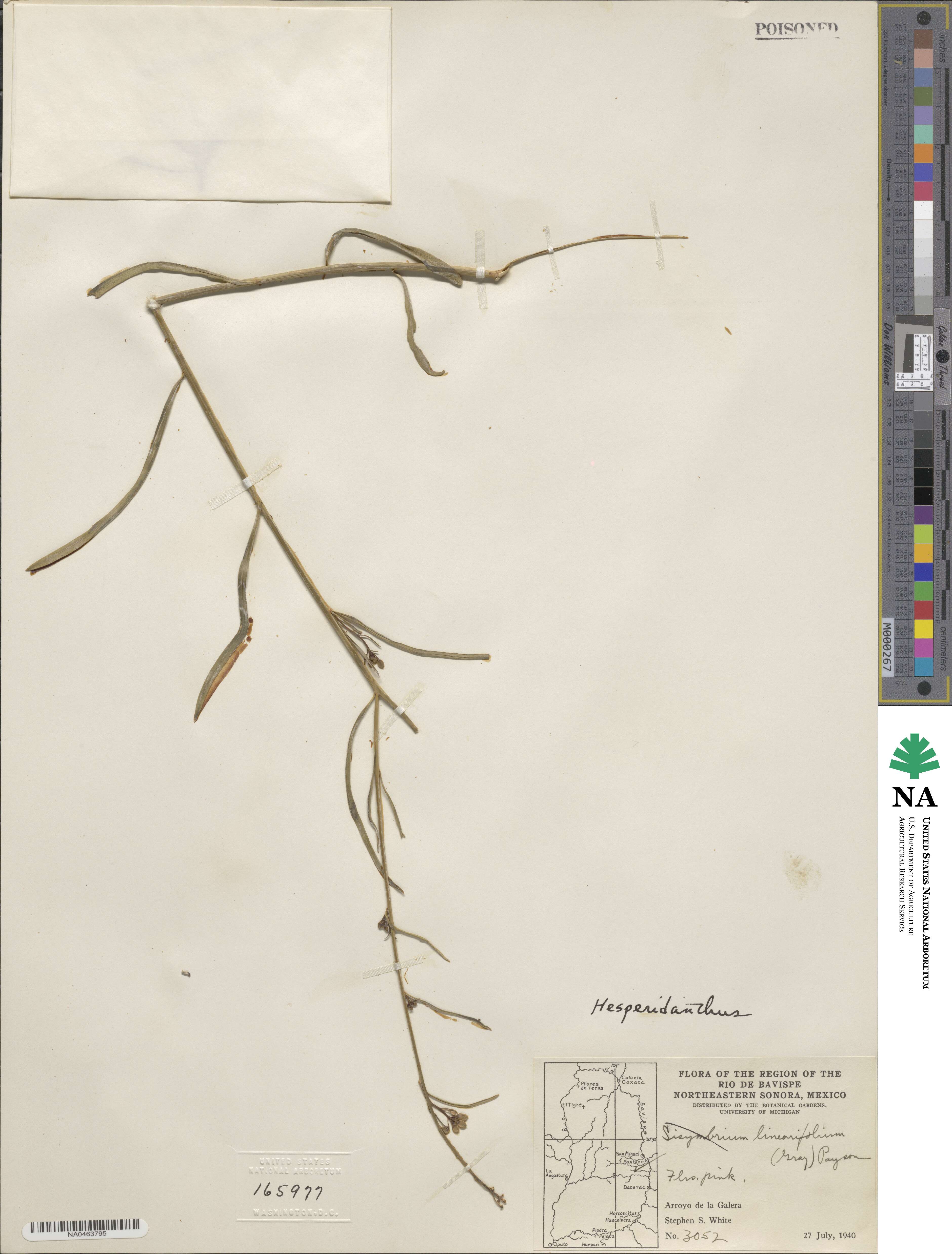 Hesperidanthus linearifolius image