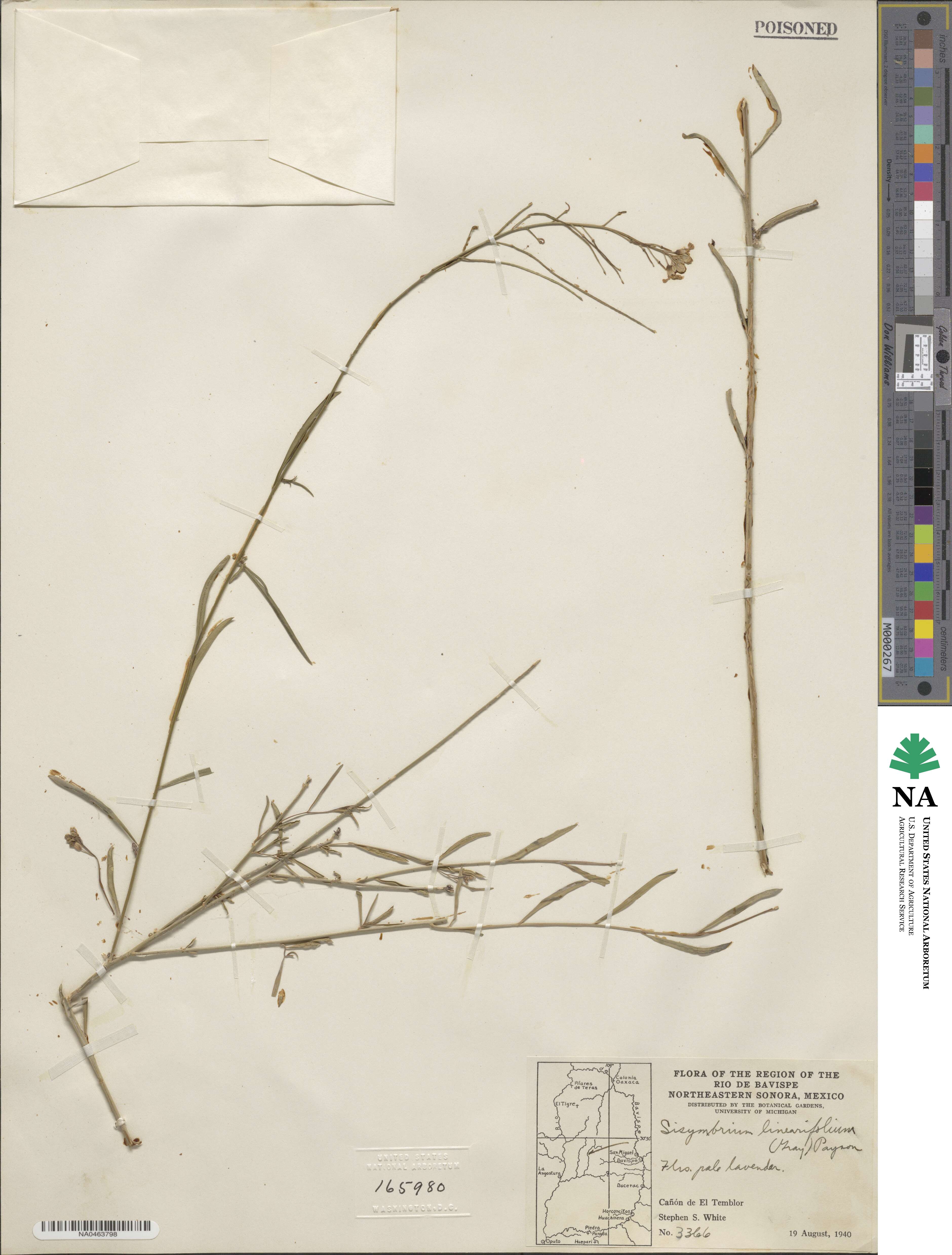Hesperidanthus linearifolius image