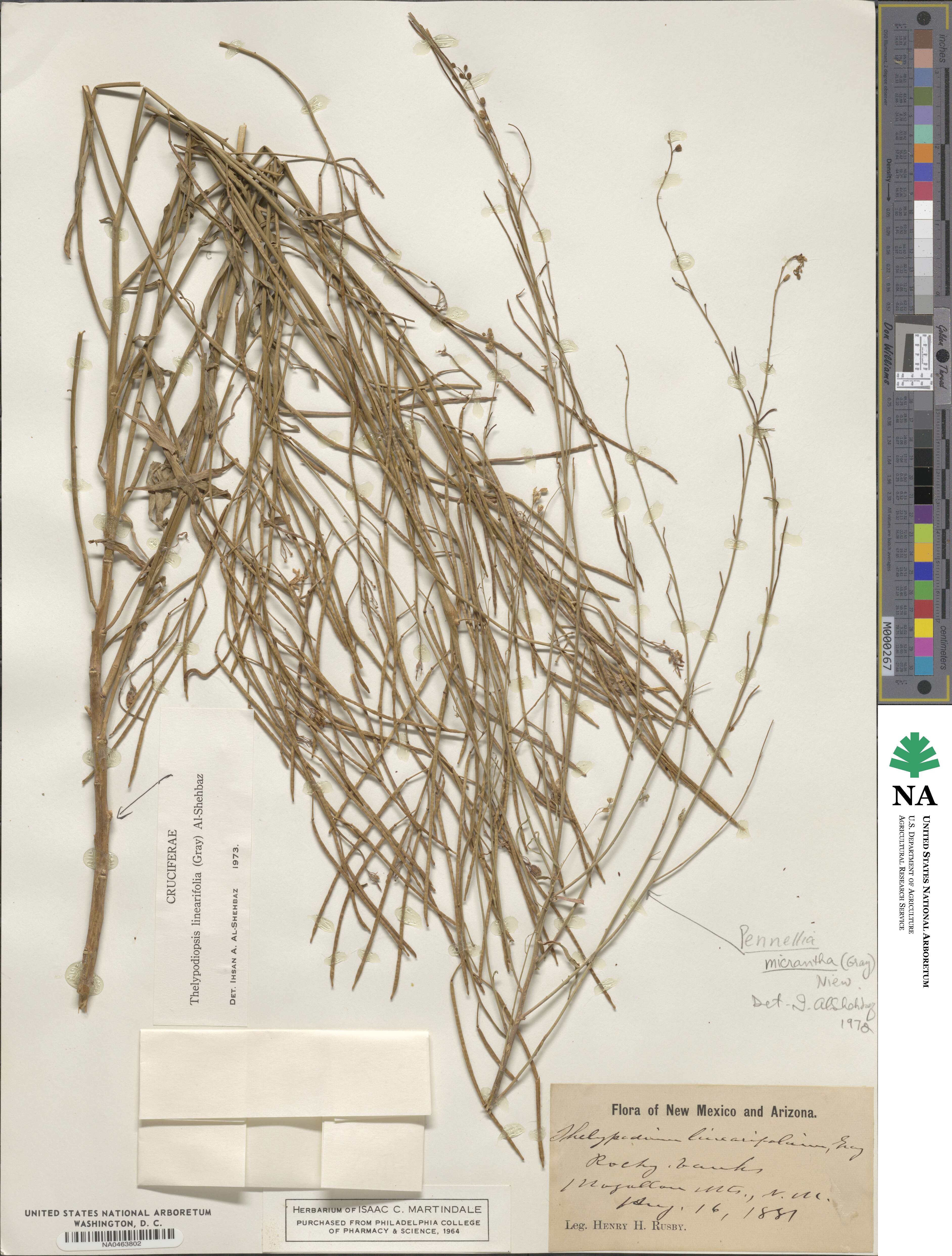 Hesperidanthus linearifolius image
