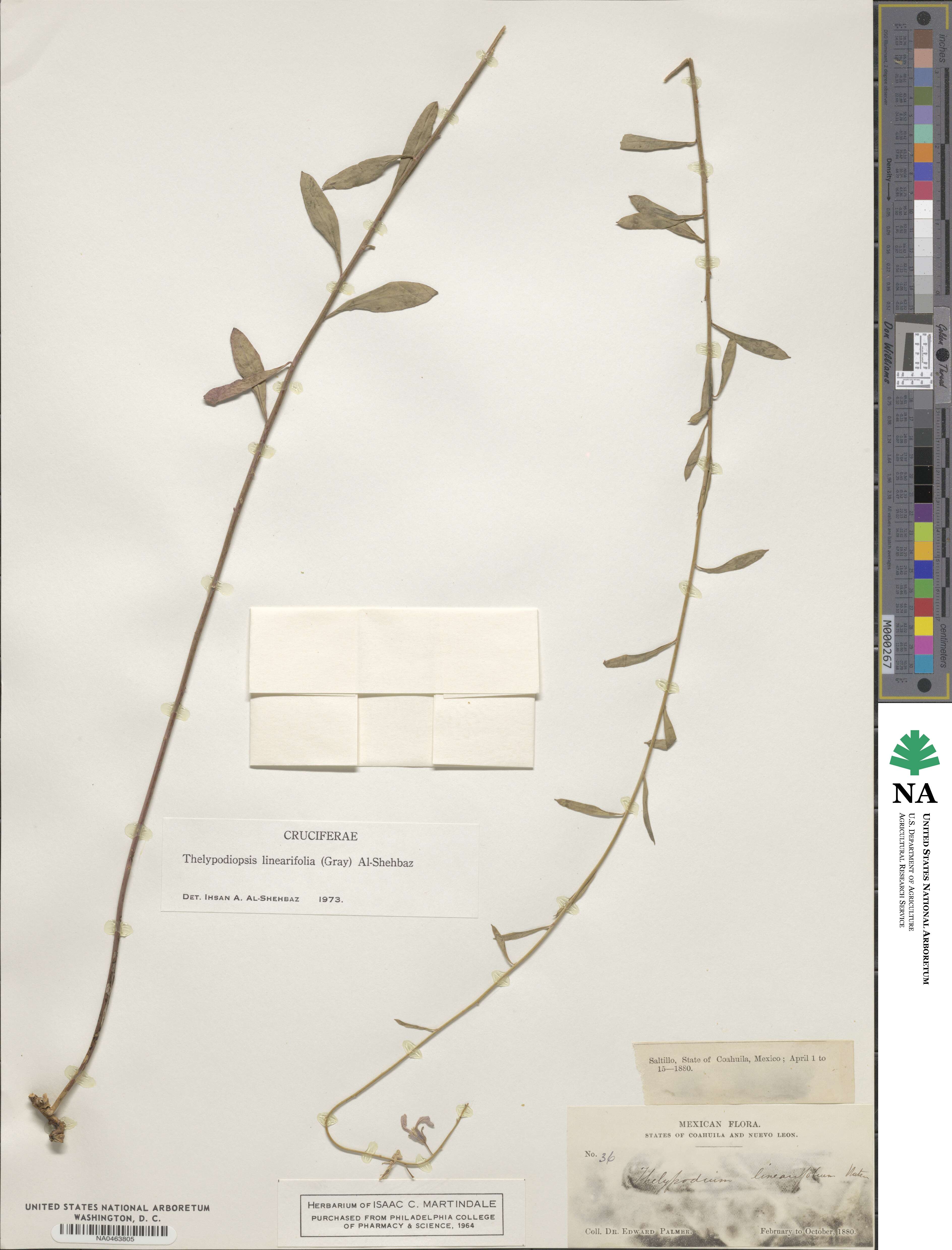 Hesperidanthus image